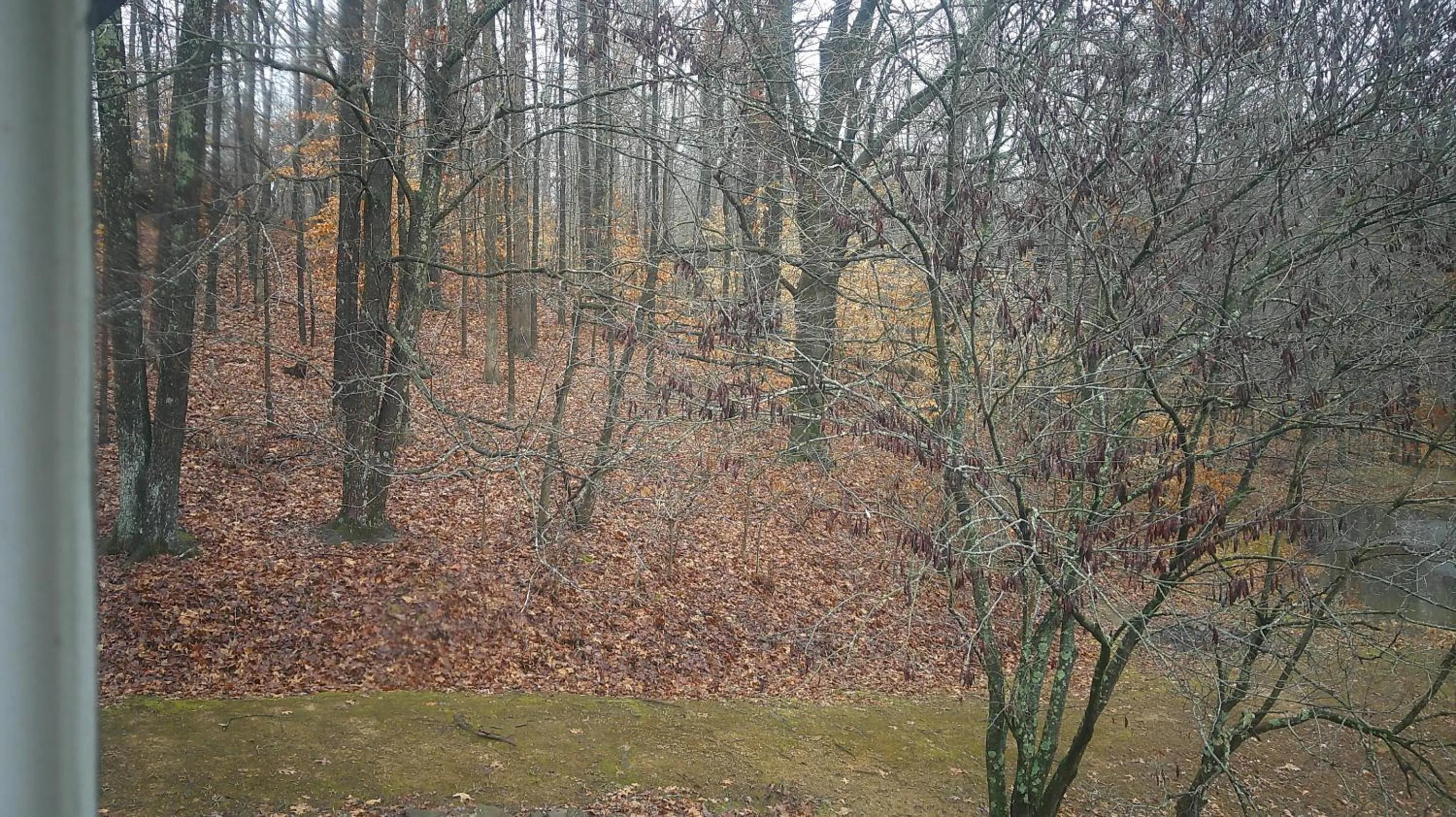 View (from property/room) in Lil Black Bear Inn