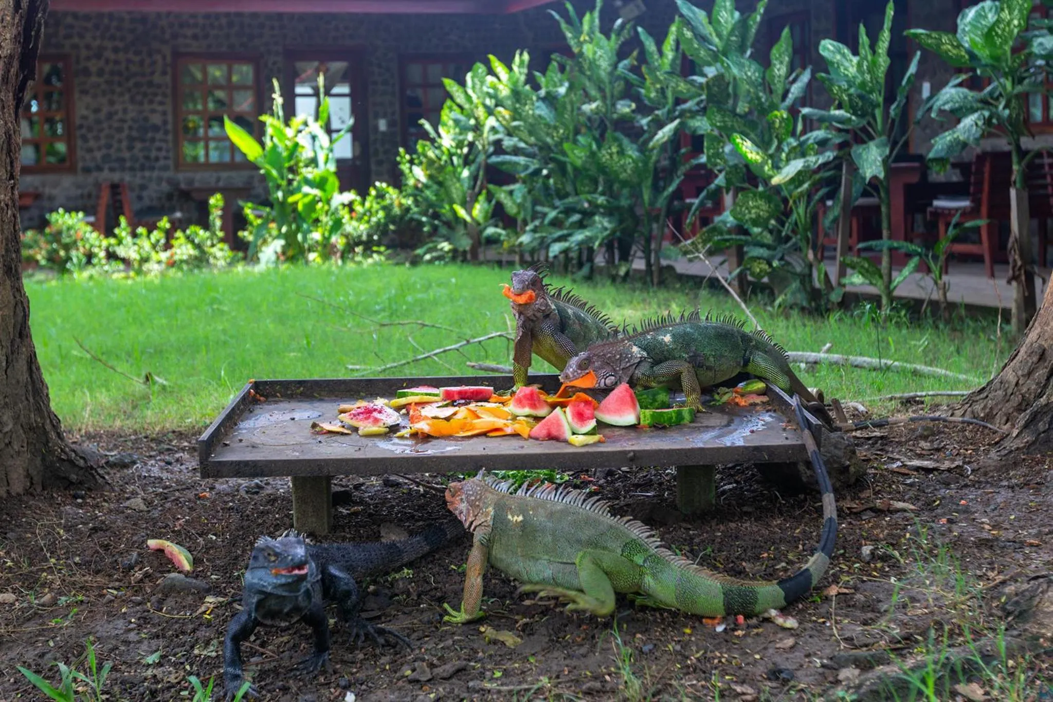 Animals in Hotel Mar de Luz