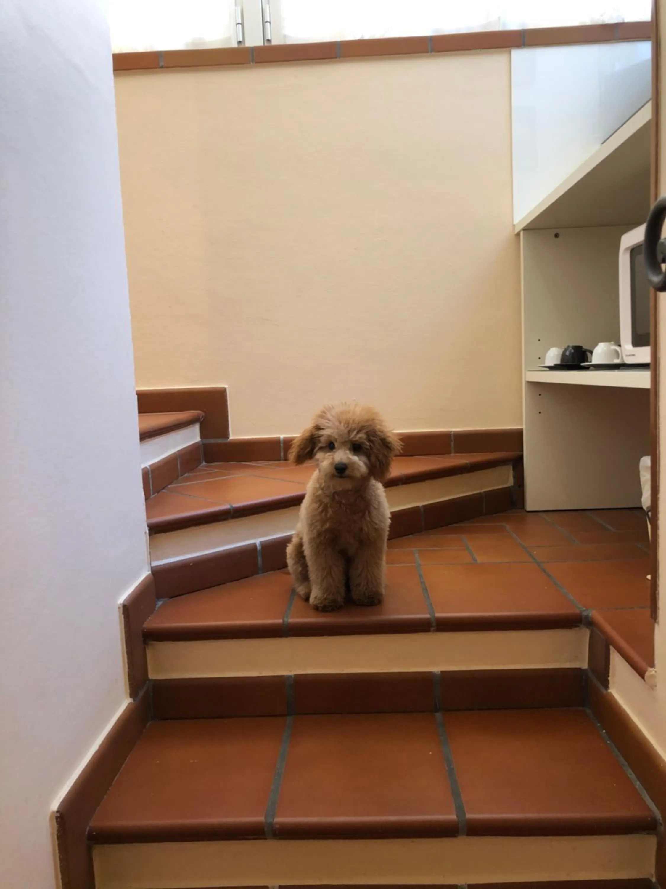 Pets in La Magnolia B&B