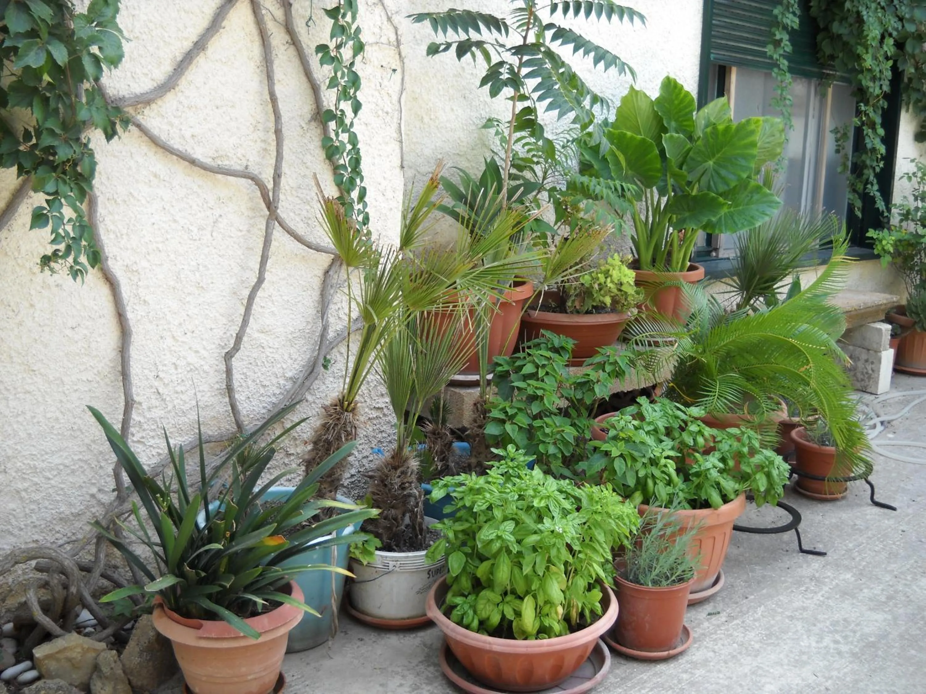 Garden in La Regina di Adrano