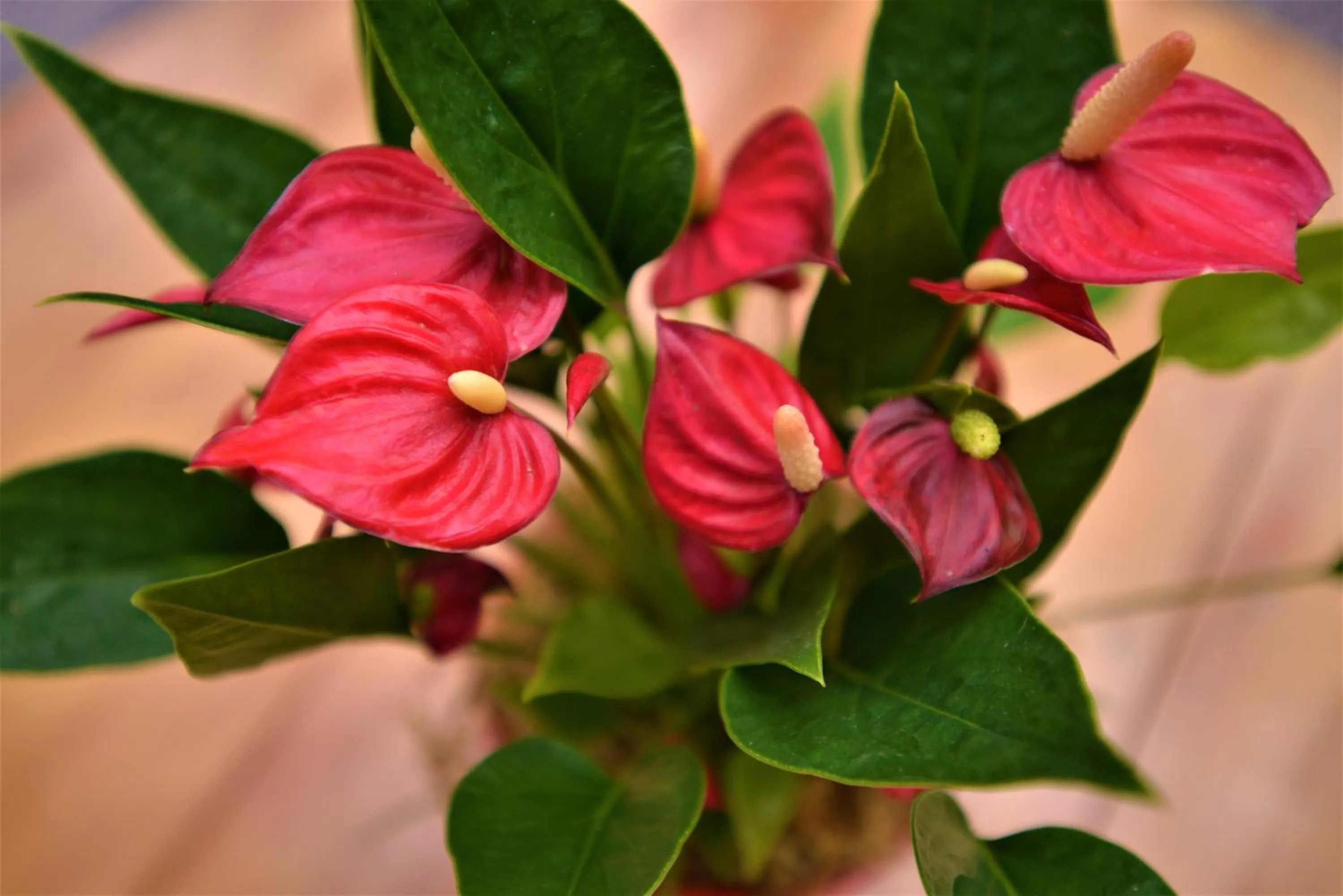 Garden in Hotel Ferrugem Eco Village