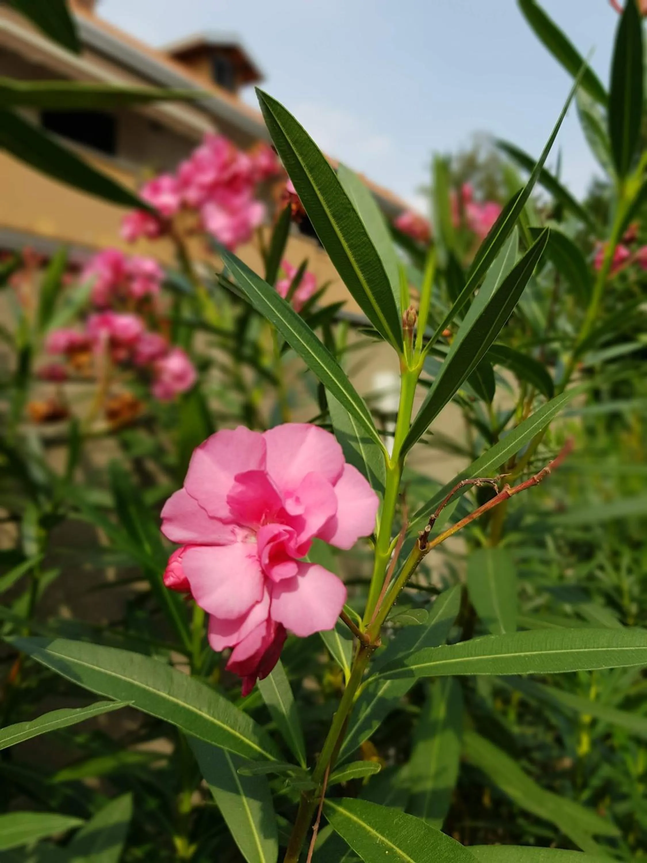 Garden in il nido della dani