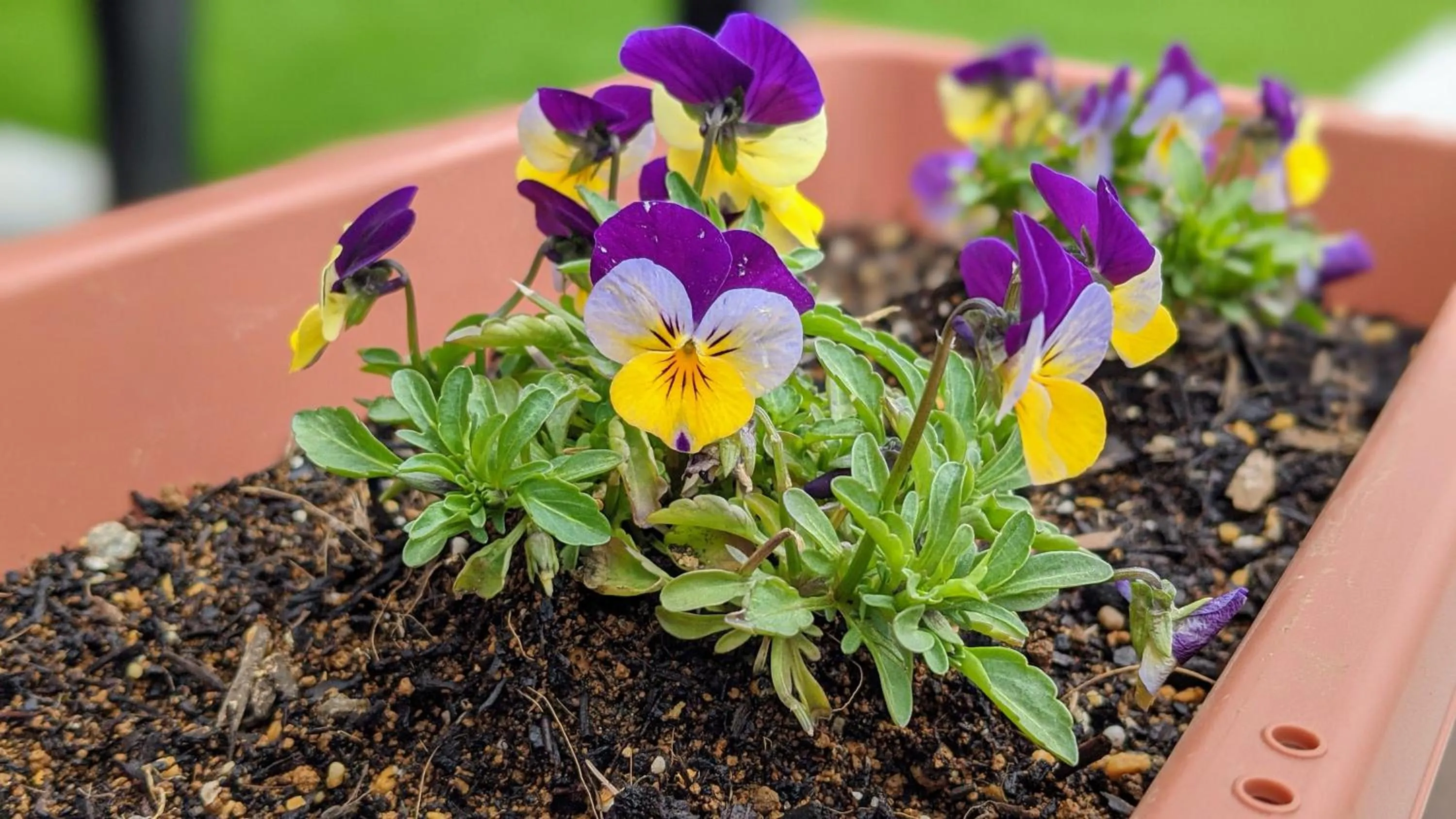 Property building in Fujiyasan