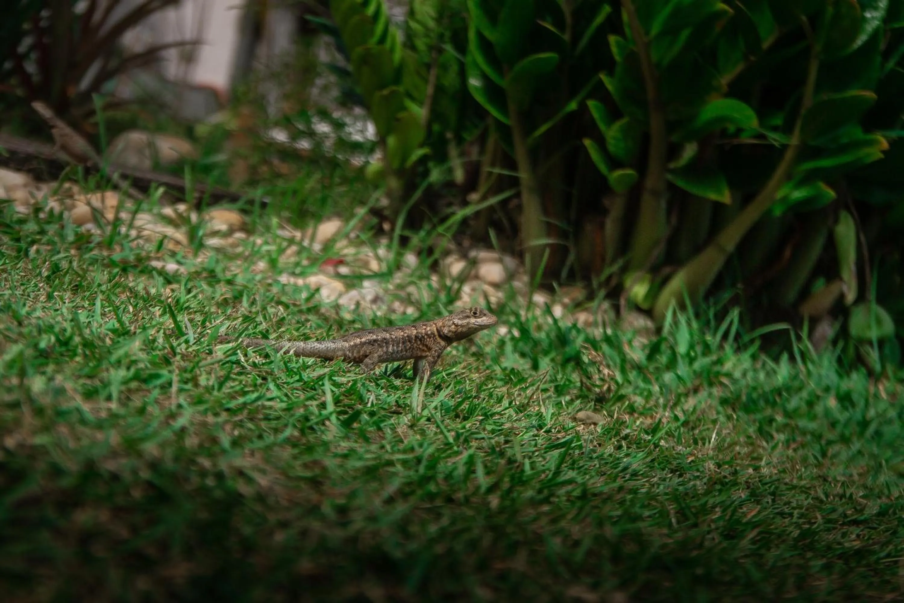 Garden in Hurricane Jeri