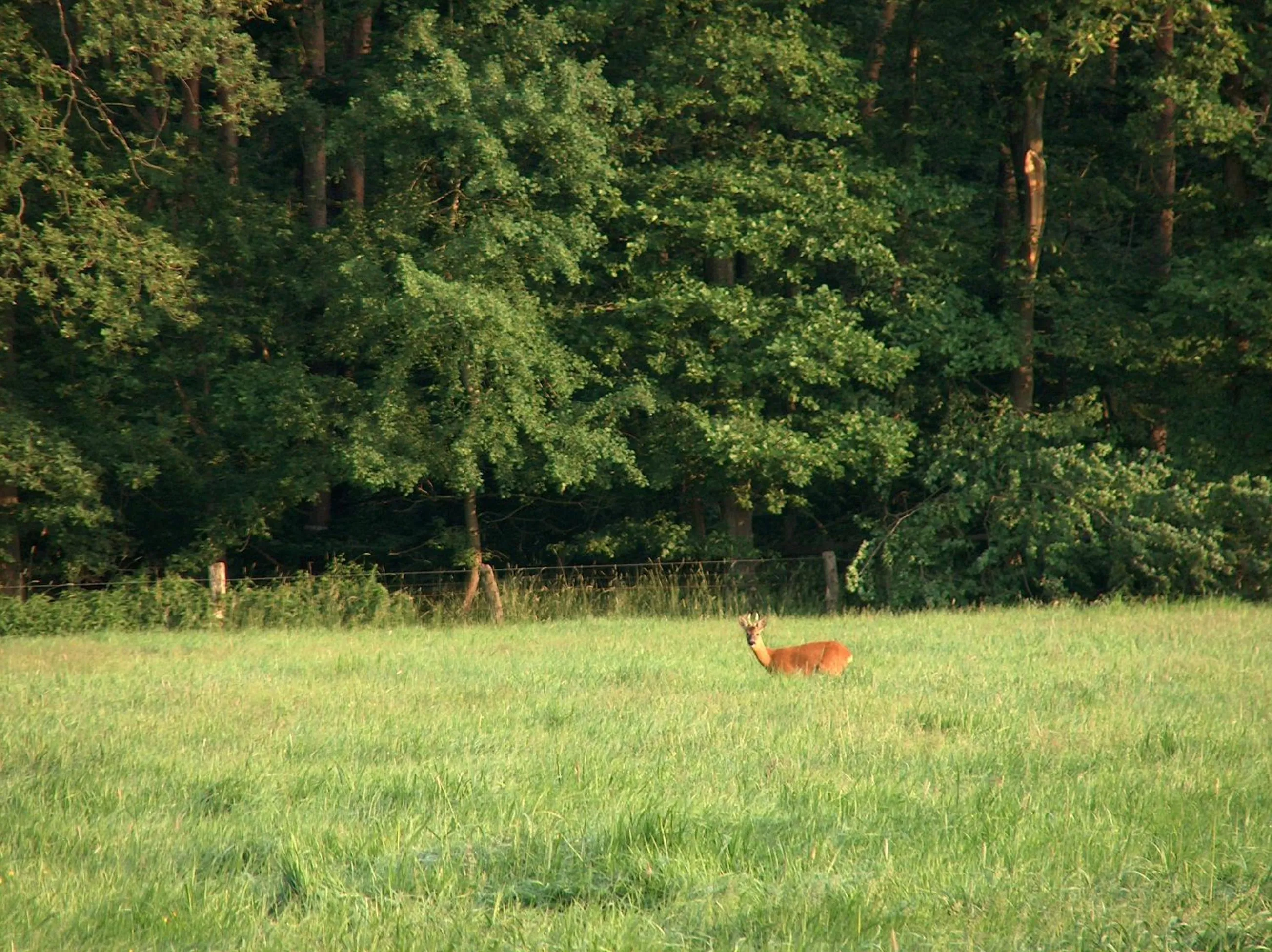 Day in Landhotel Ridder