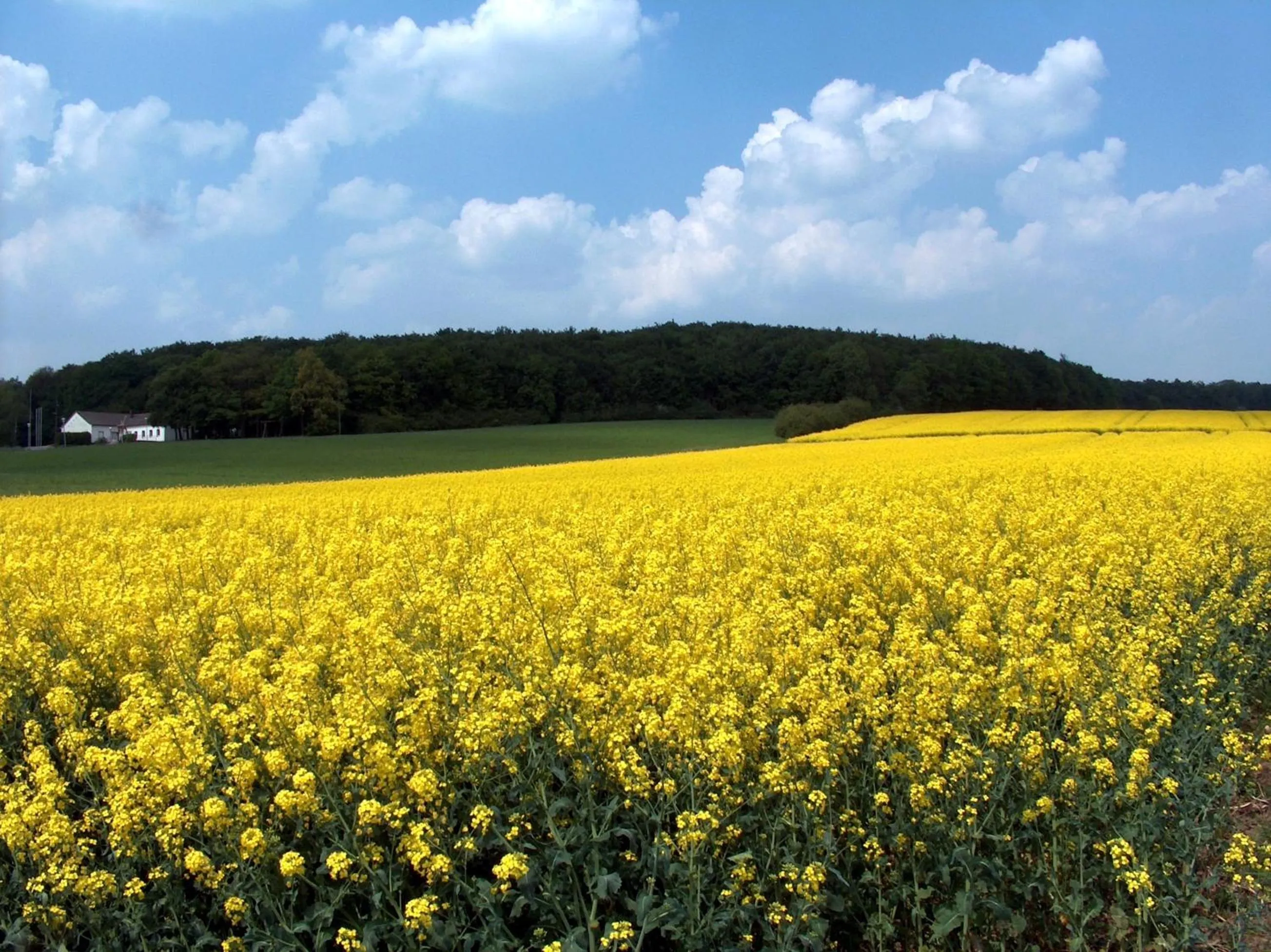 Natural landscape in Landhotel Ridder
