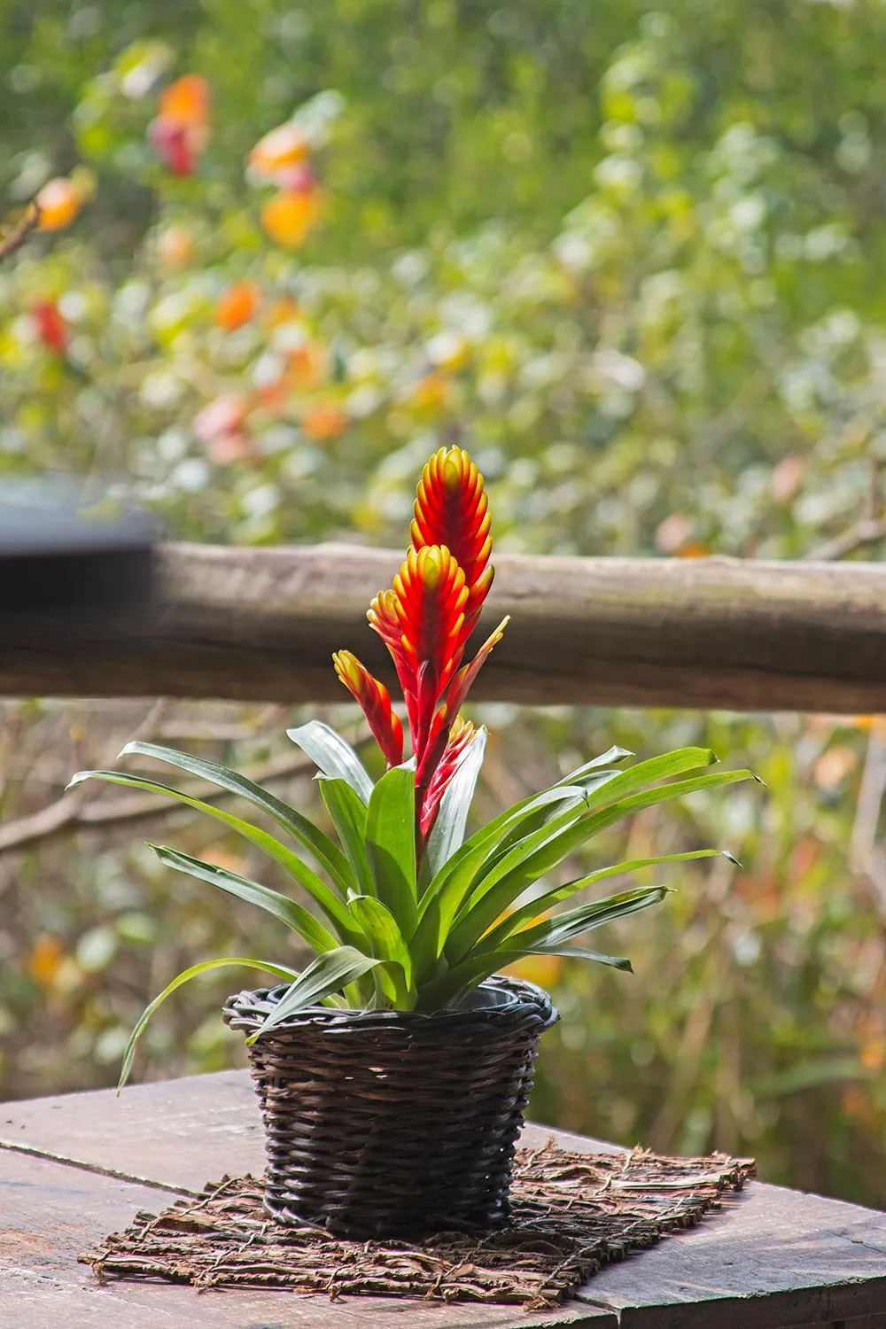 Natural landscape in Hotel Pousada Praia do Farol