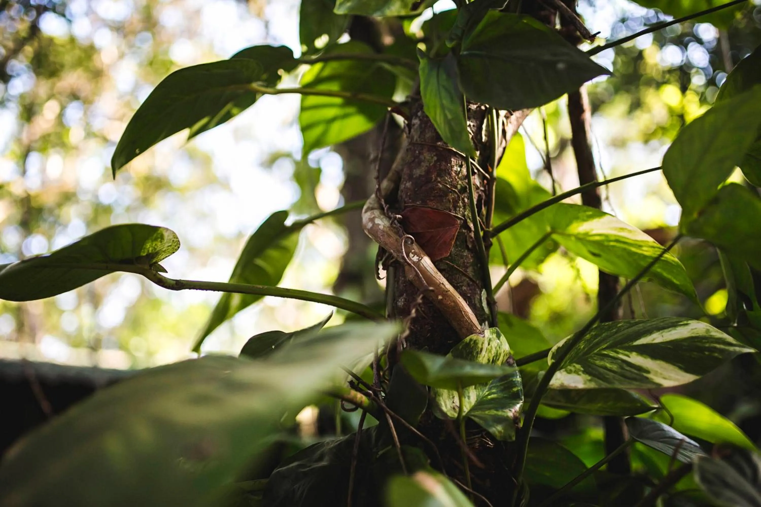 Garden view in Hotel Pousada Praia do Farol