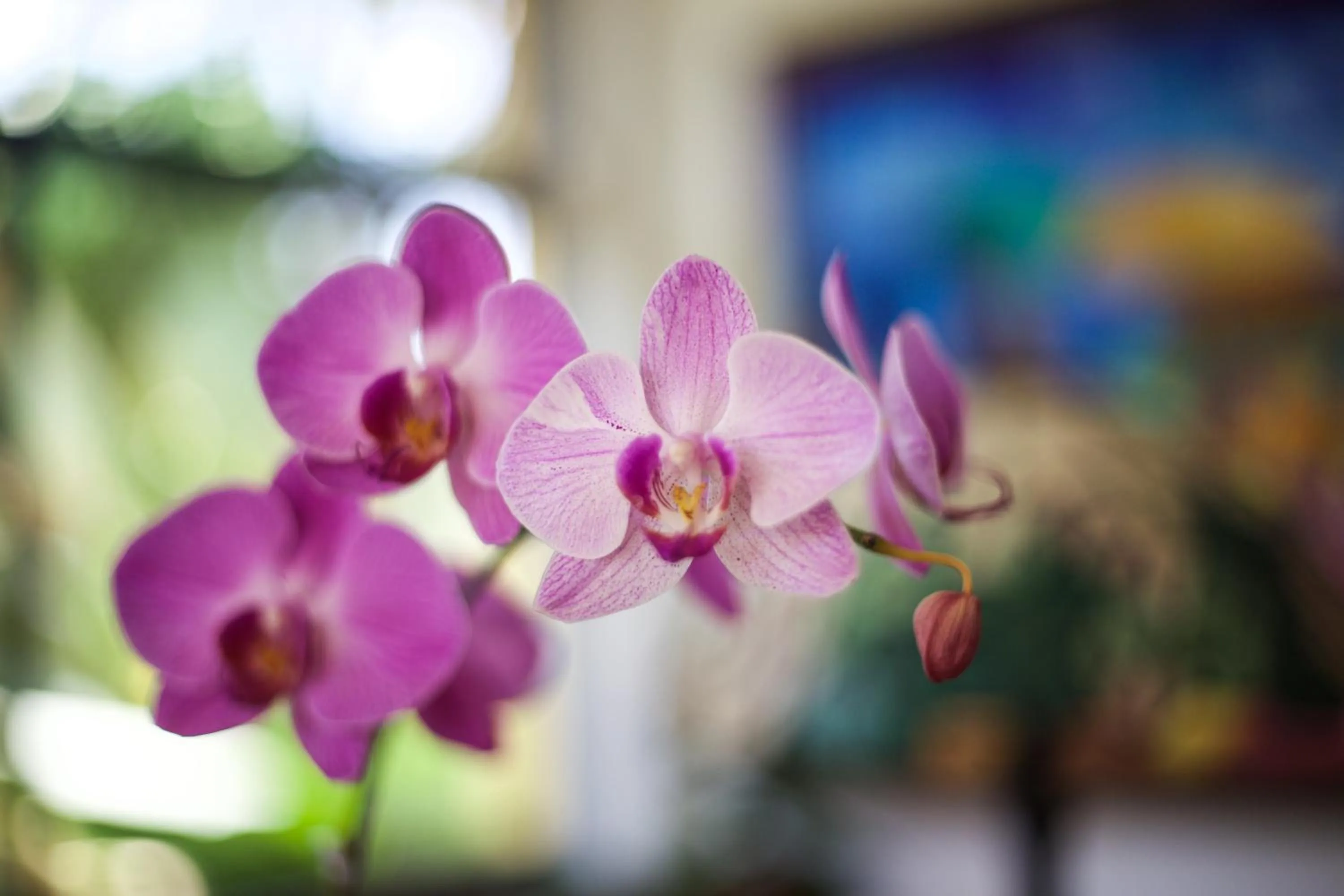 Decorative detail in Hotel Playa Espadilla & Gardens