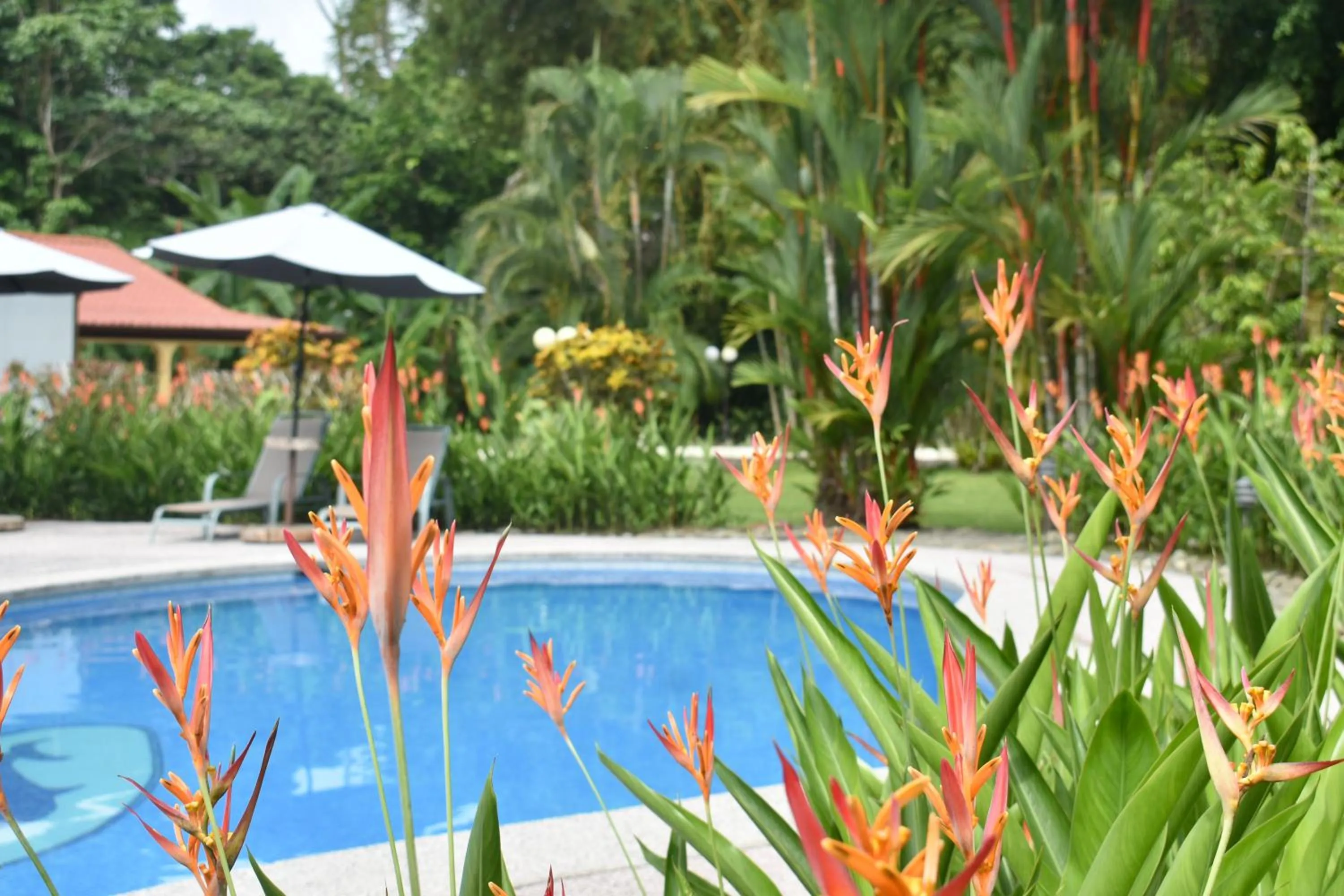Swimming pool in Hotel Playa Espadilla & Gardens