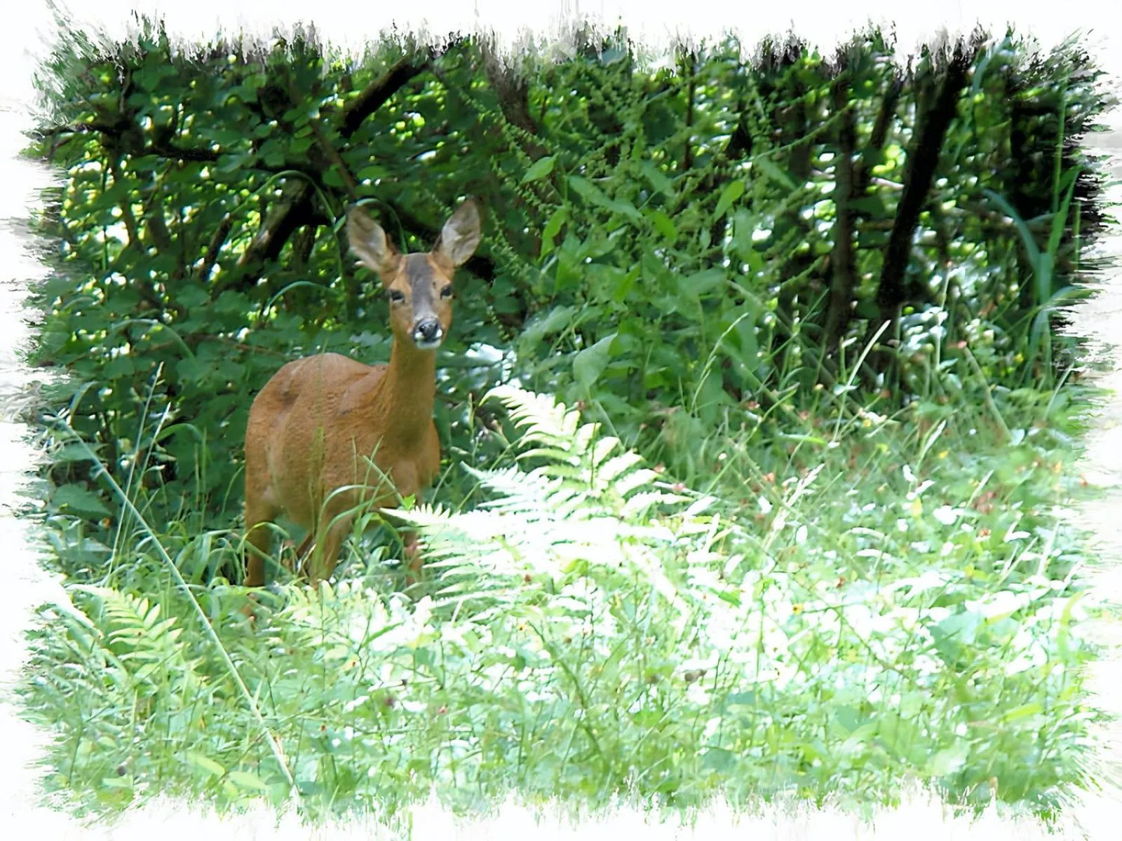 Animals in Blelham Tarn Rustic cabin in tranquil woodland