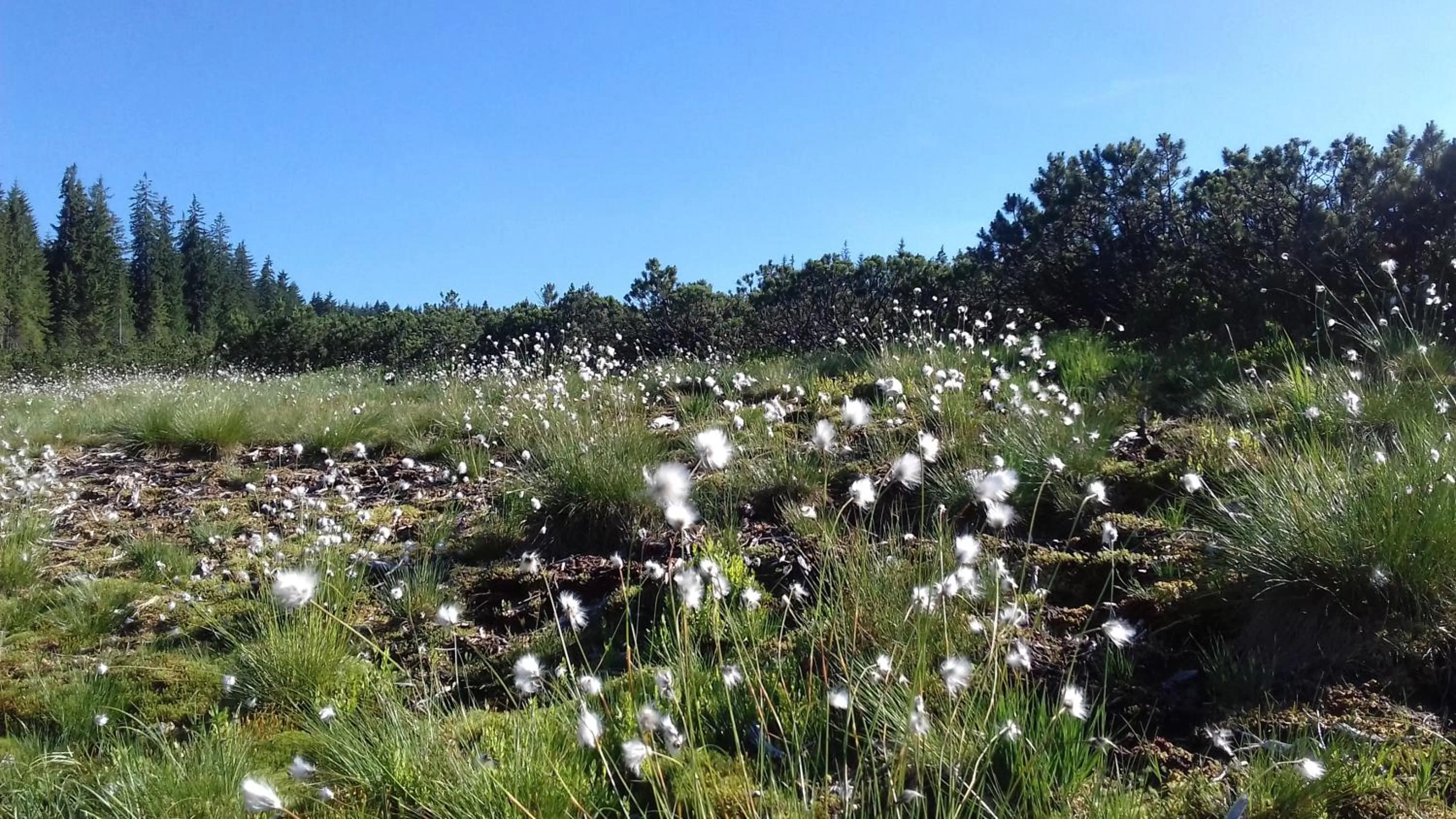 Natural landscape in Gästehaus Bergstüberl