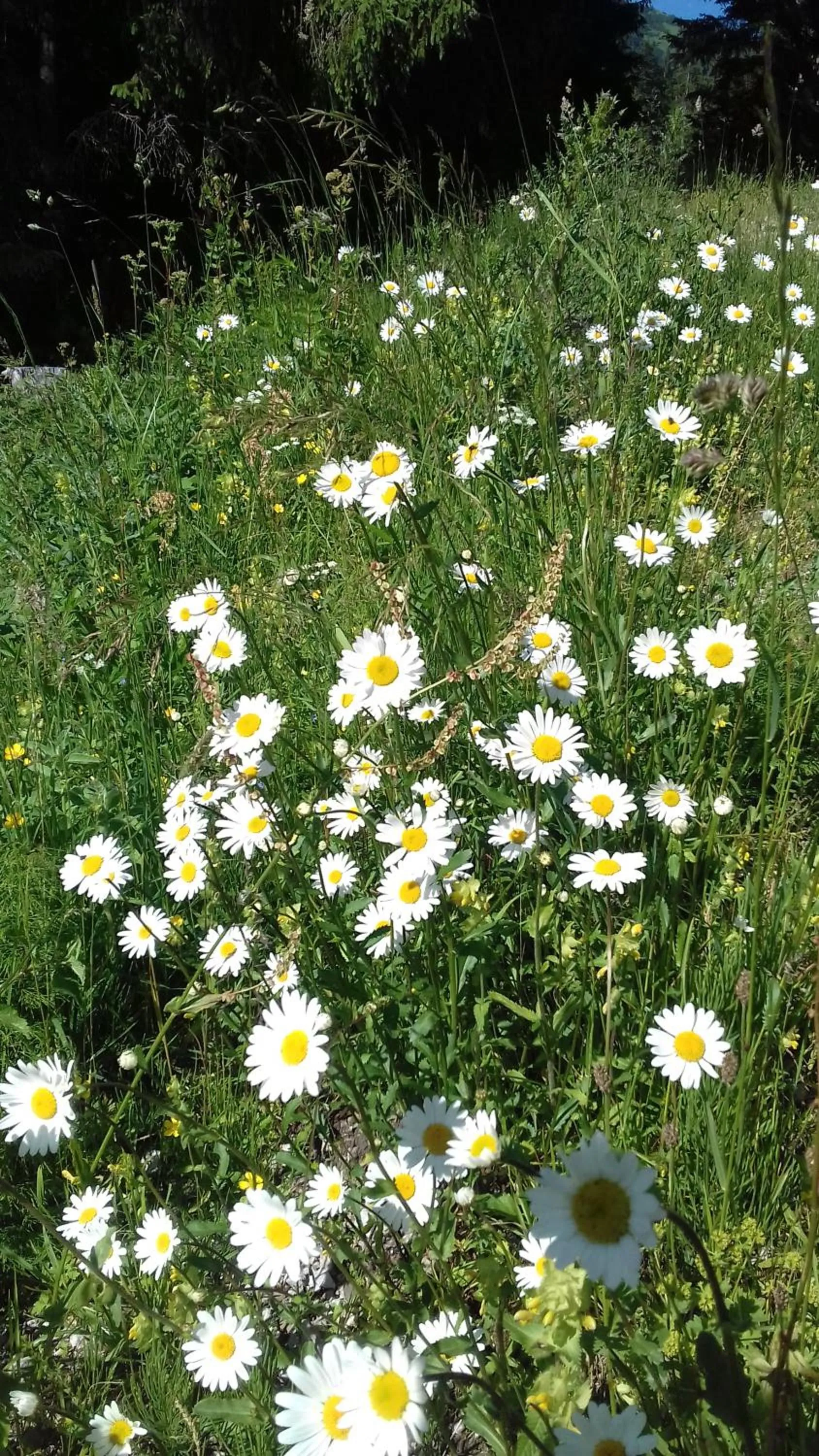 Natural landscape in Gästehaus Bergstüberl
