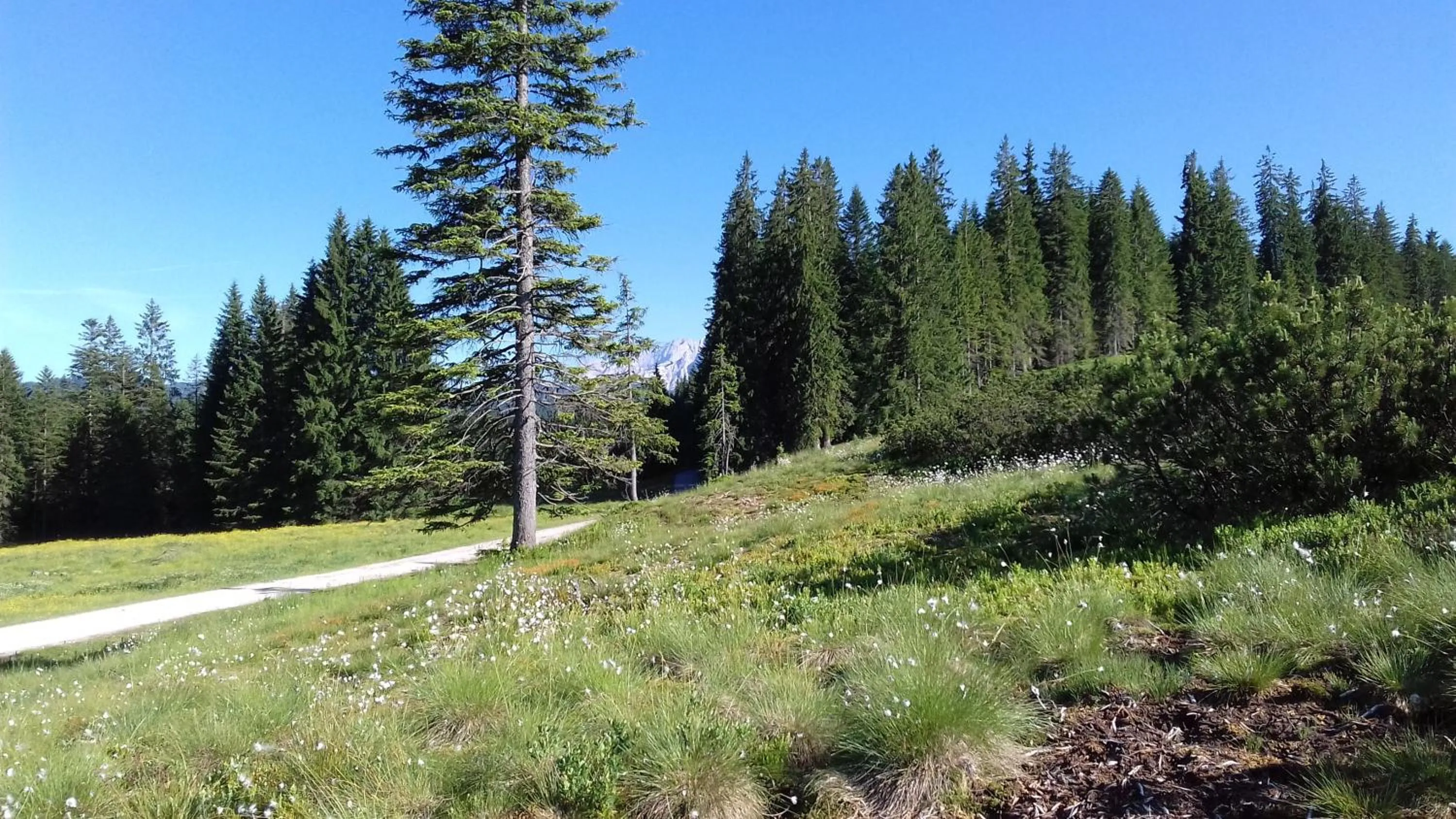 Natural landscape in Gästehaus Bergstüberl