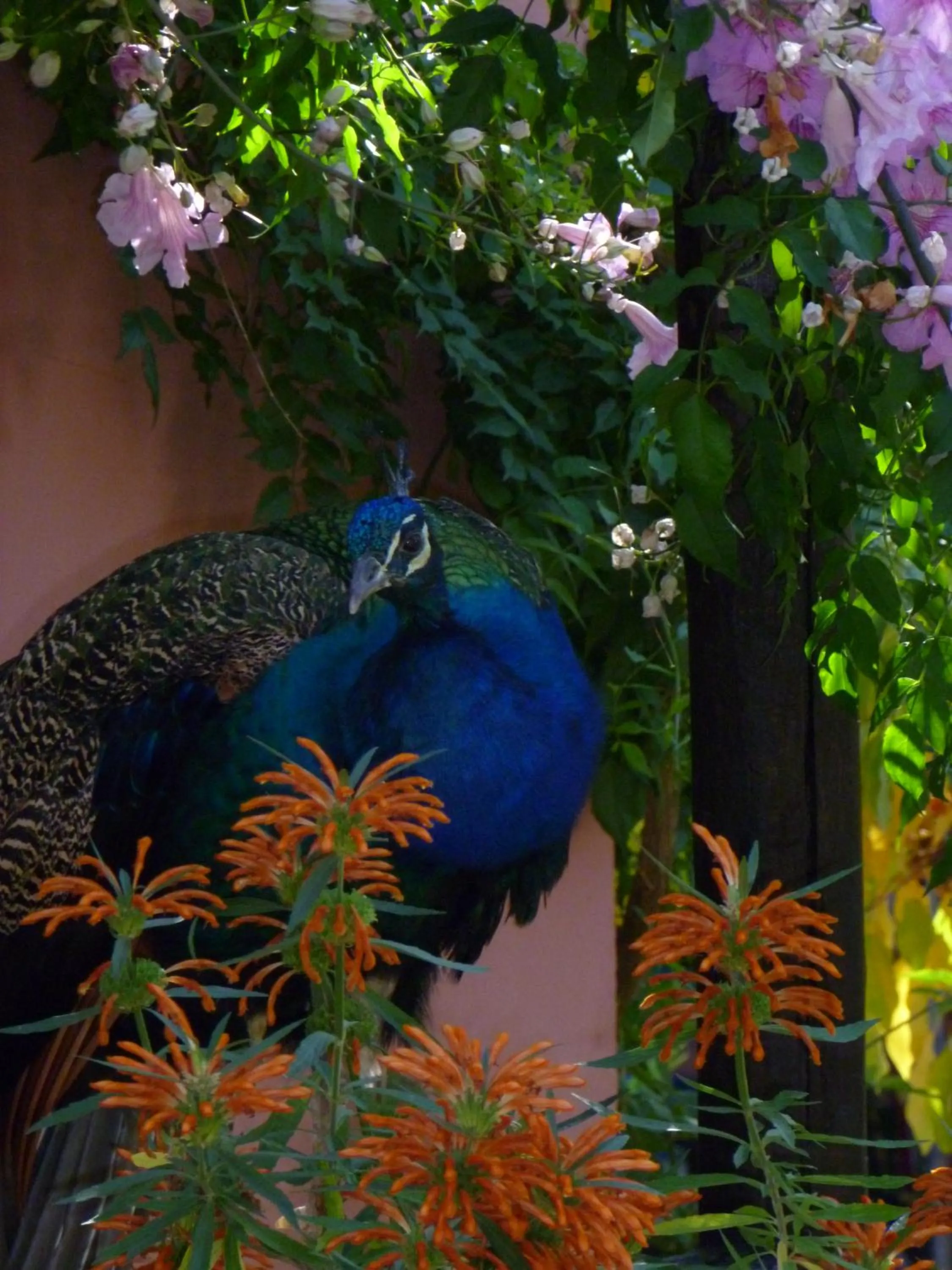 Garden in Eco Moyano Posada