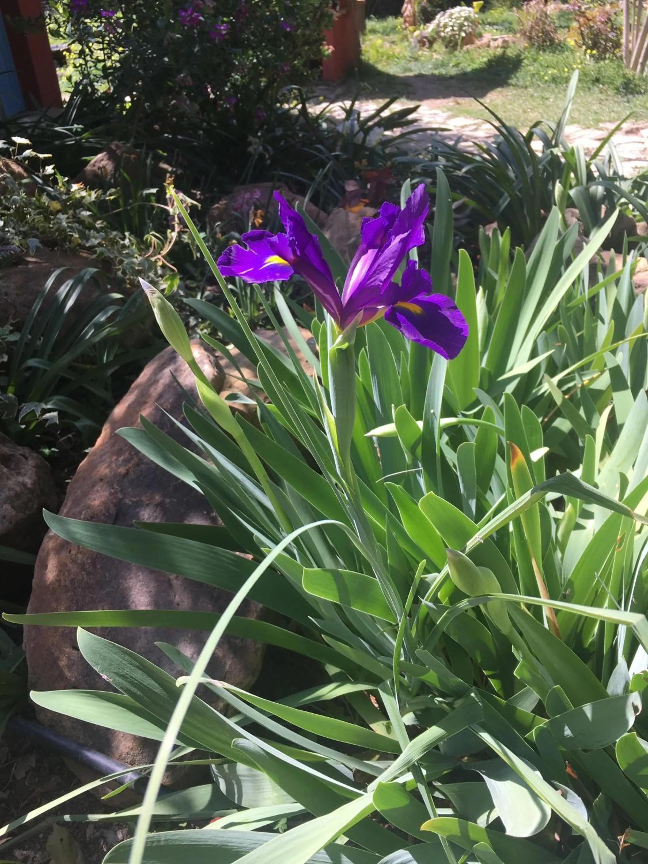 Garden in Eco Moyano Posada
