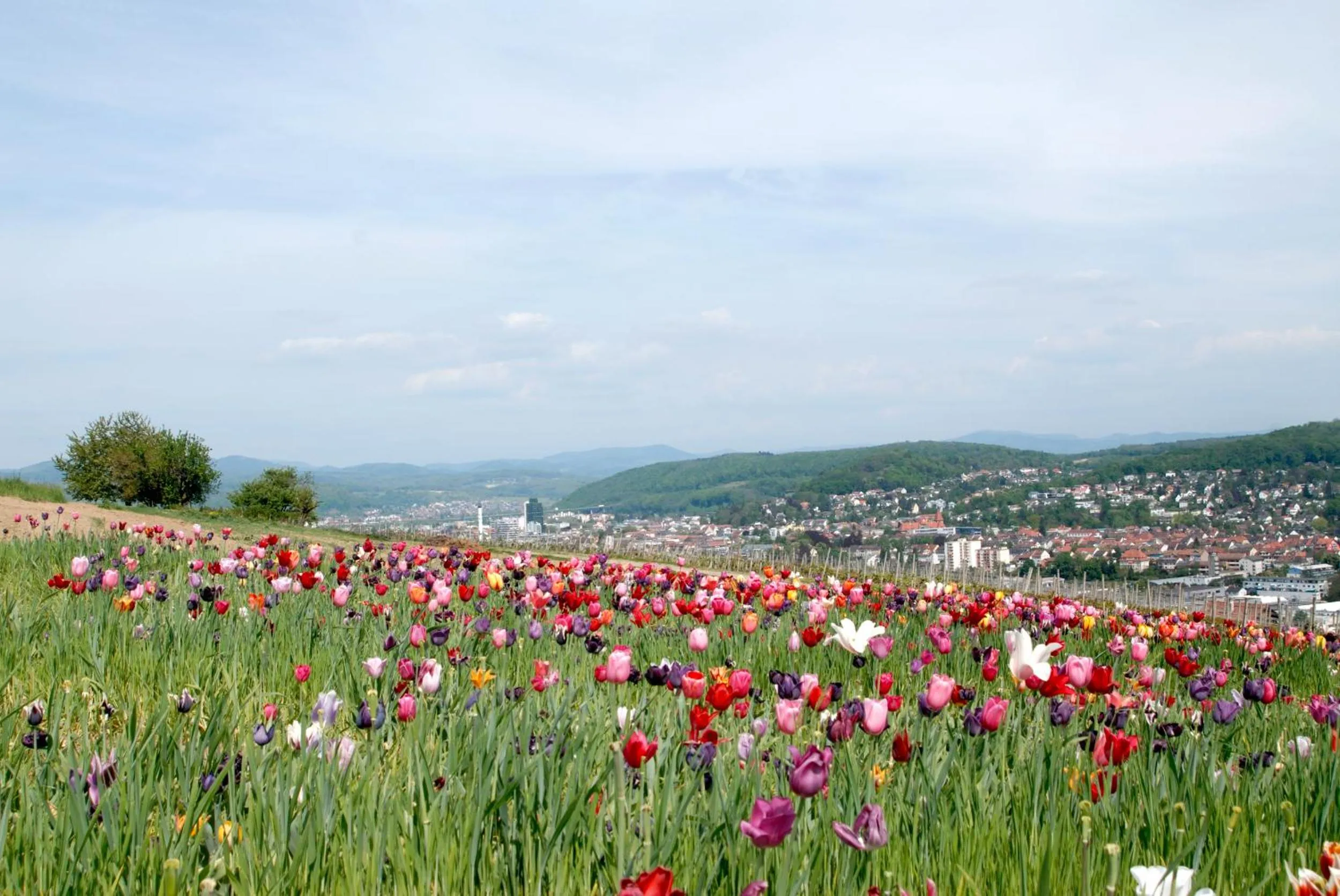 Spring in Restaurant-Hotel Maien