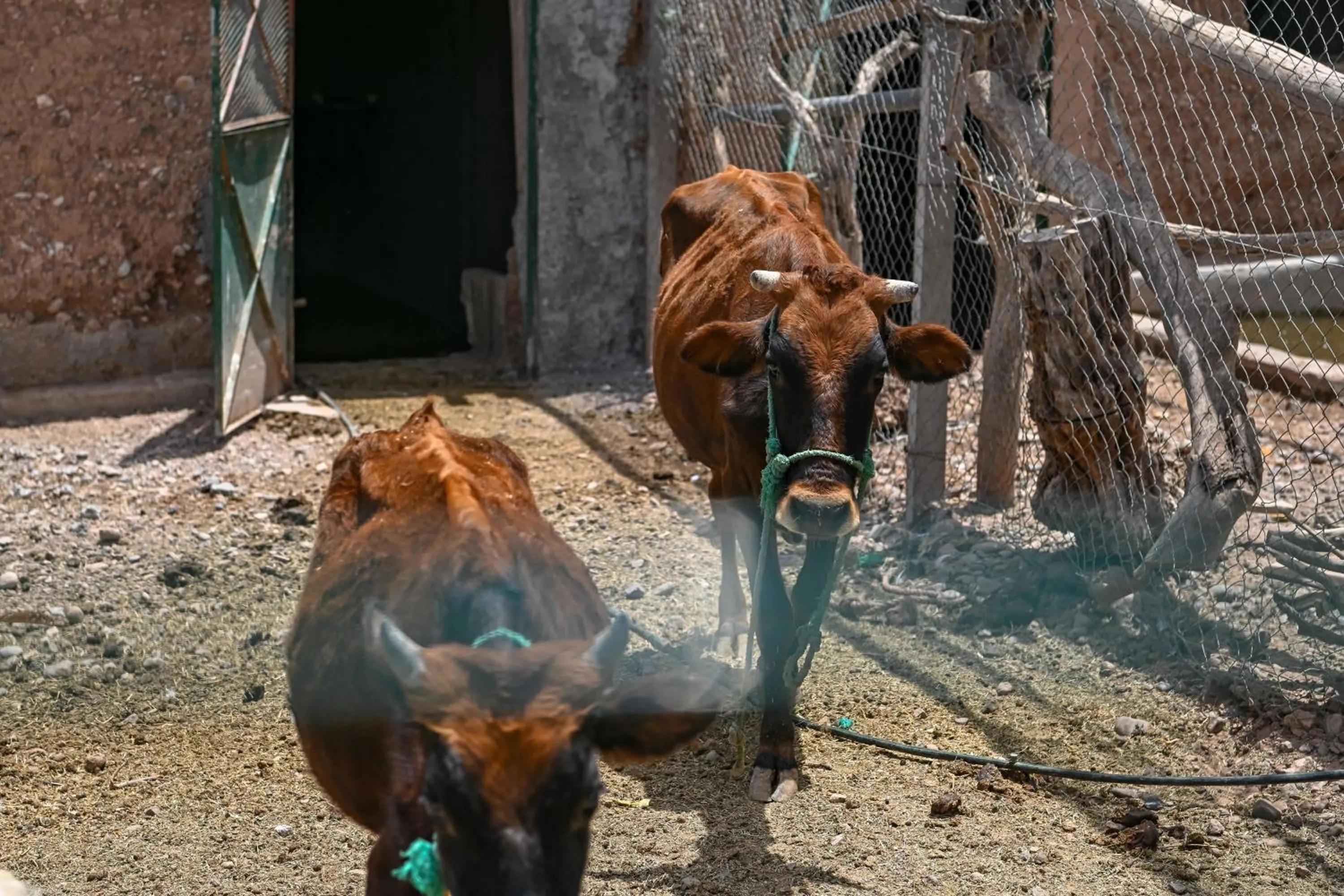 Pets in Le Parc des Oliviers