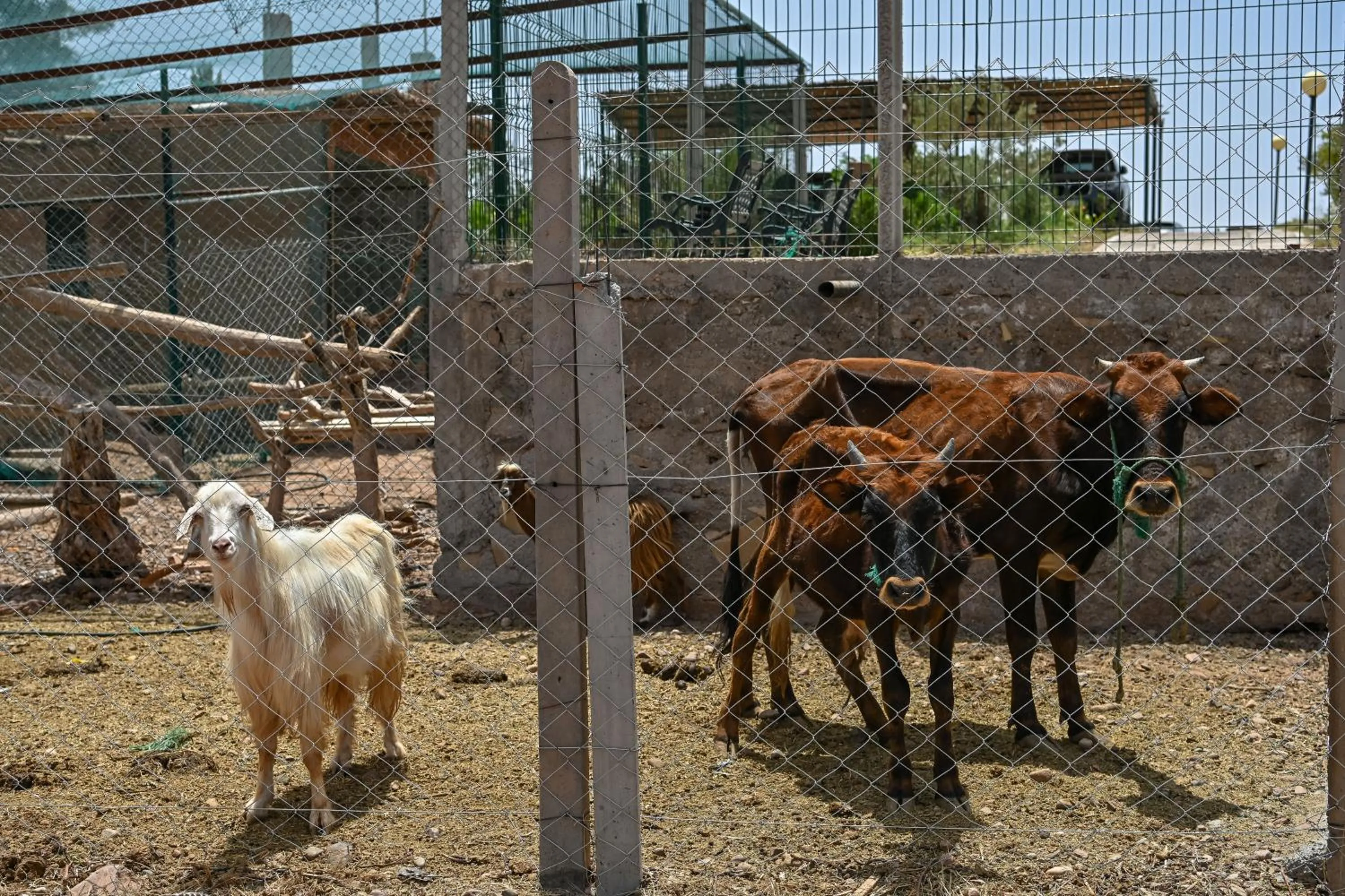 Other Animals in Le Parc des Oliviers