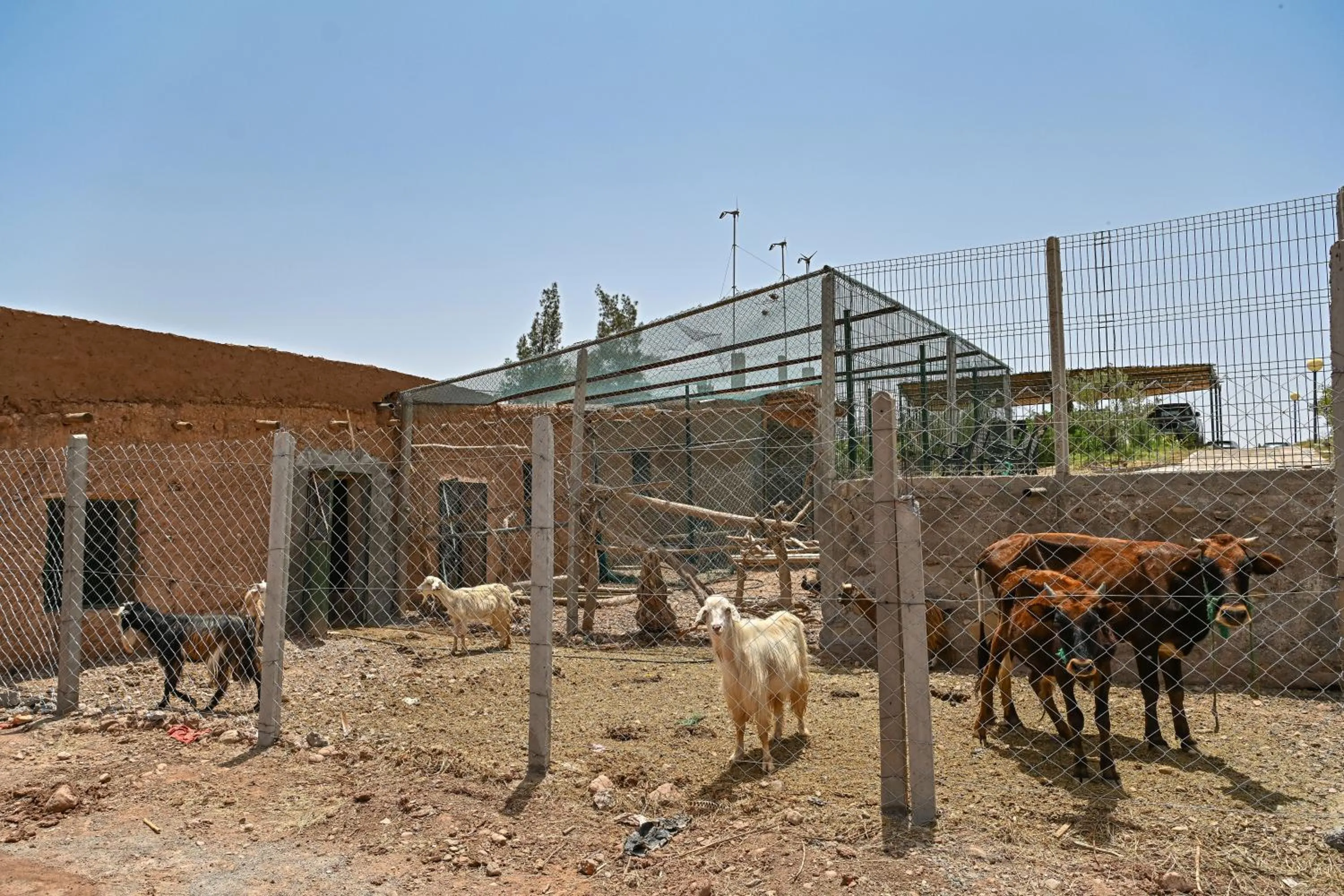 Other Animals in Le Parc des Oliviers