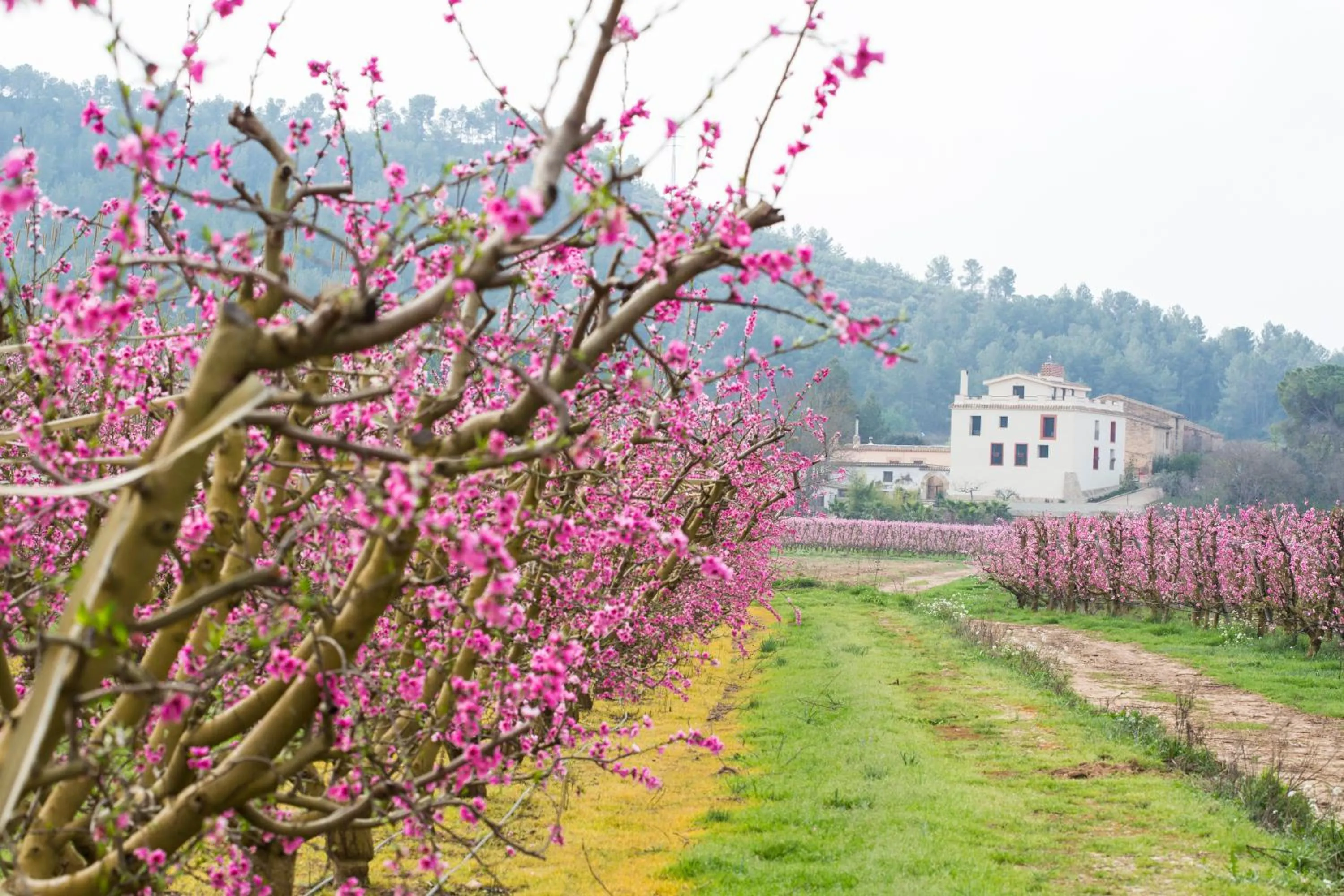 Garden in Hotel Rural Mas de l'Illa