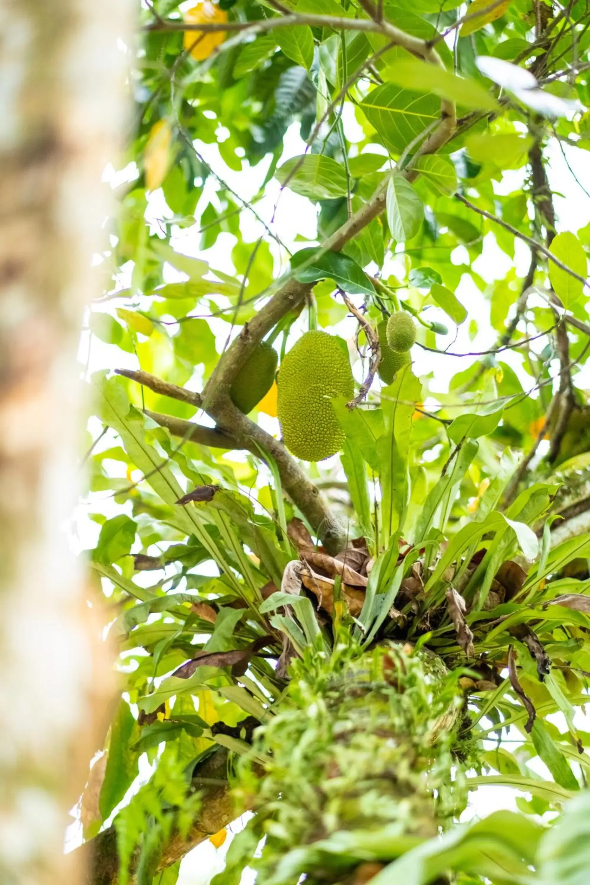 Other Animals in Cinta Abadi Resort