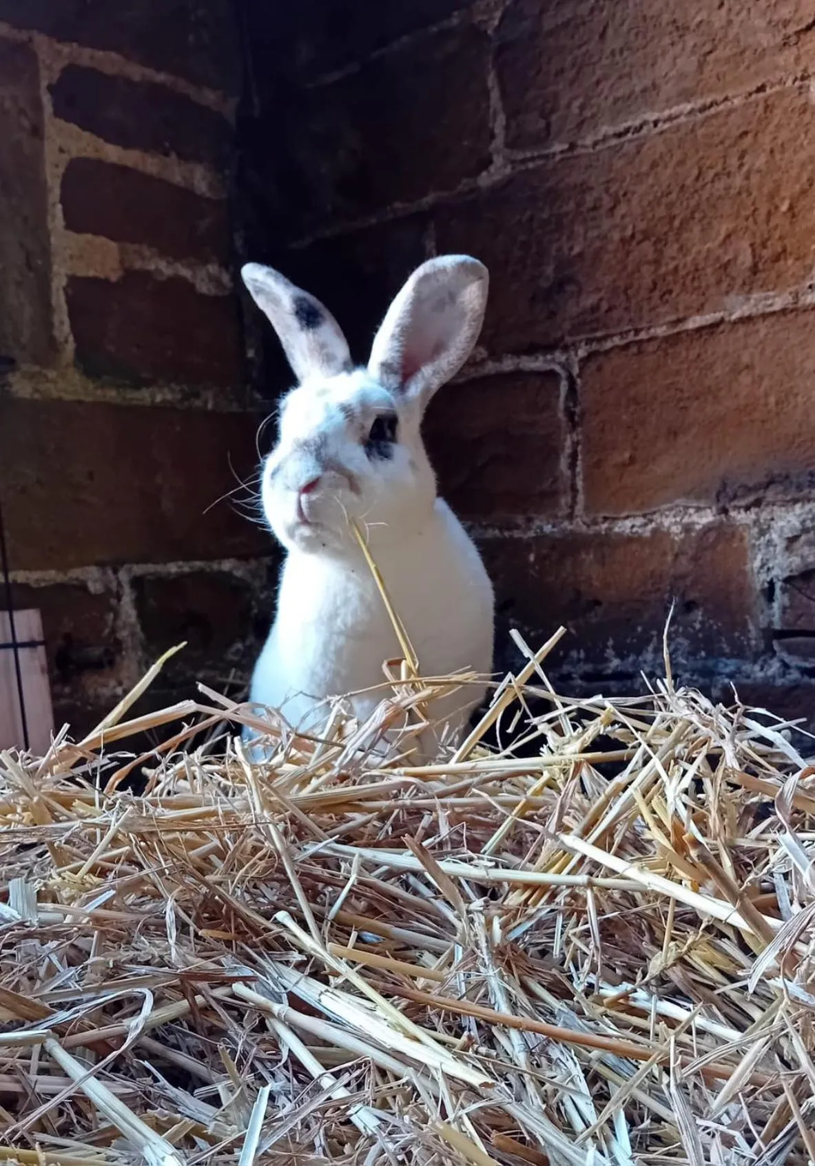 Garden in The Old Vicarage