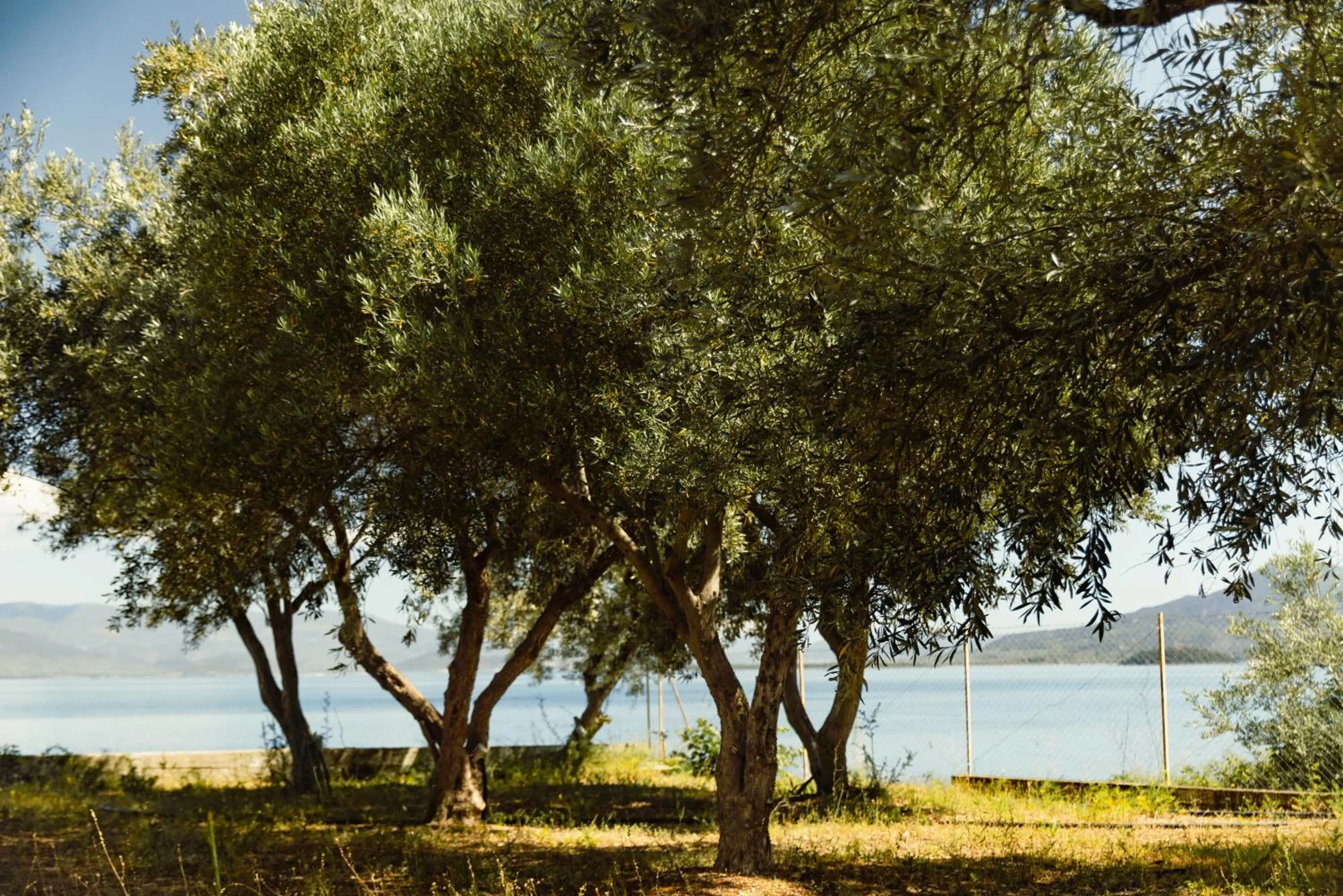 Garden in HOTEL SISSY