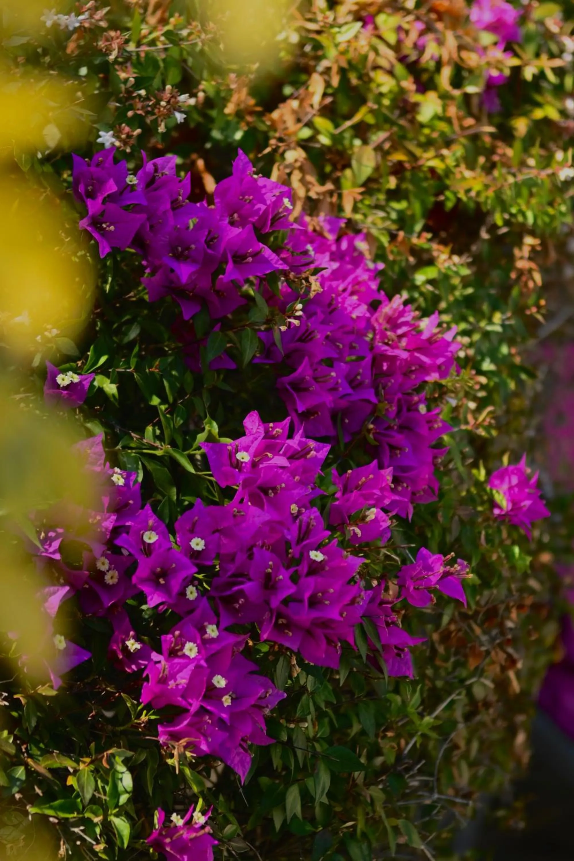 Garden in Les Jardins de Bormes, hôtel adult only avec sauna & jacuzzi