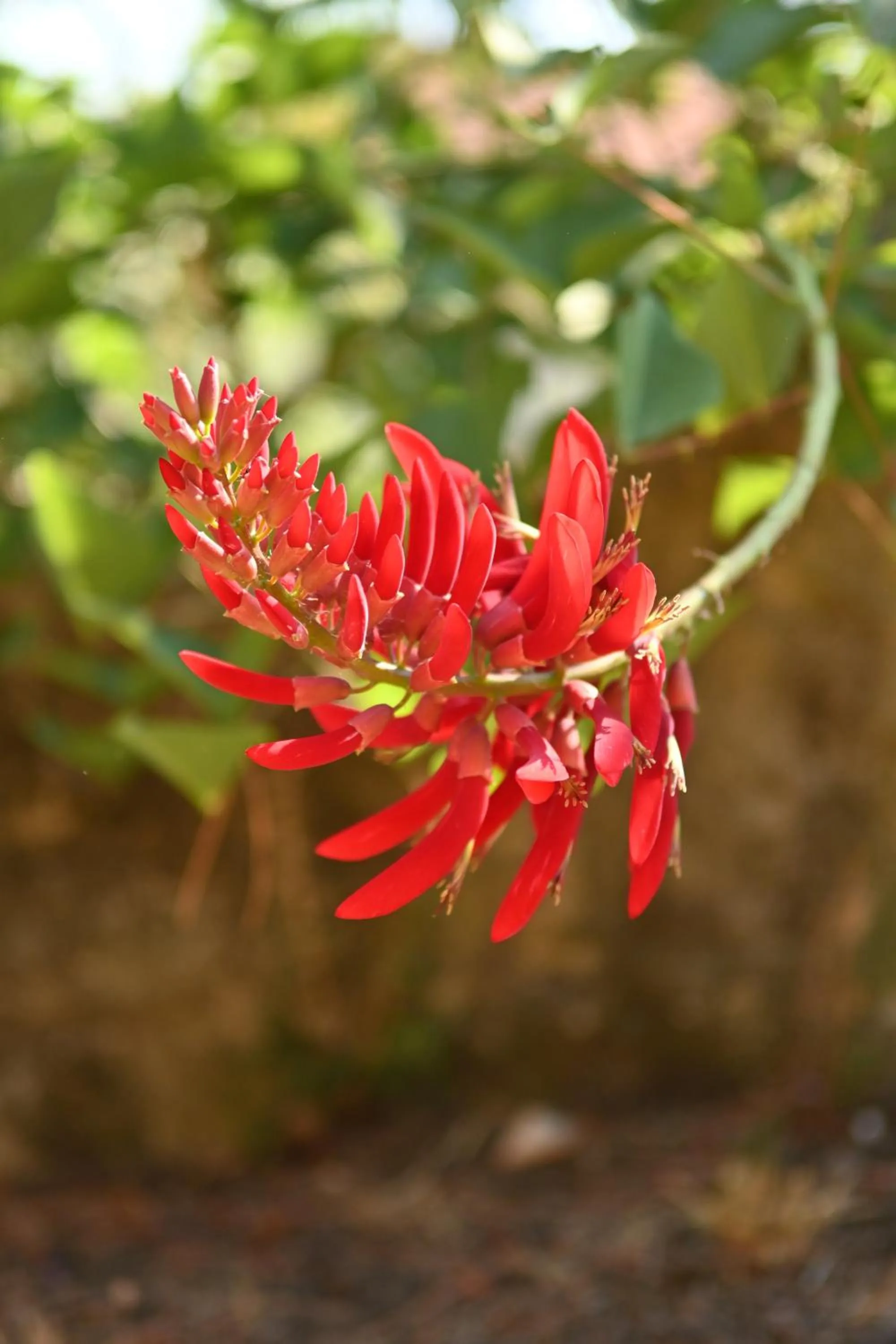 Garden in Les Jardins de Bormes, hôtel adult only avec sauna & jacuzzi