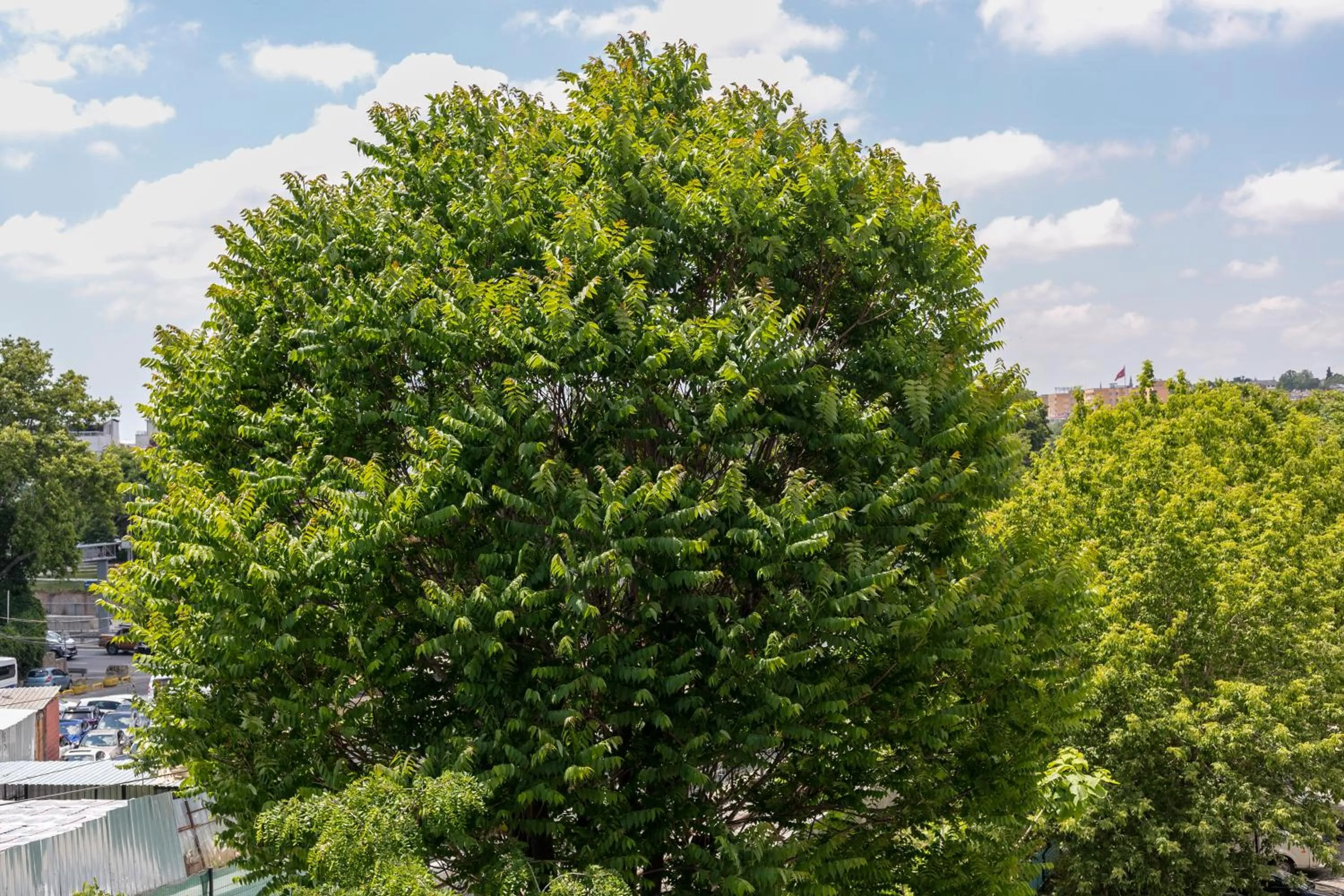 Spring in HOTEL ÜMİT YENİKAPI