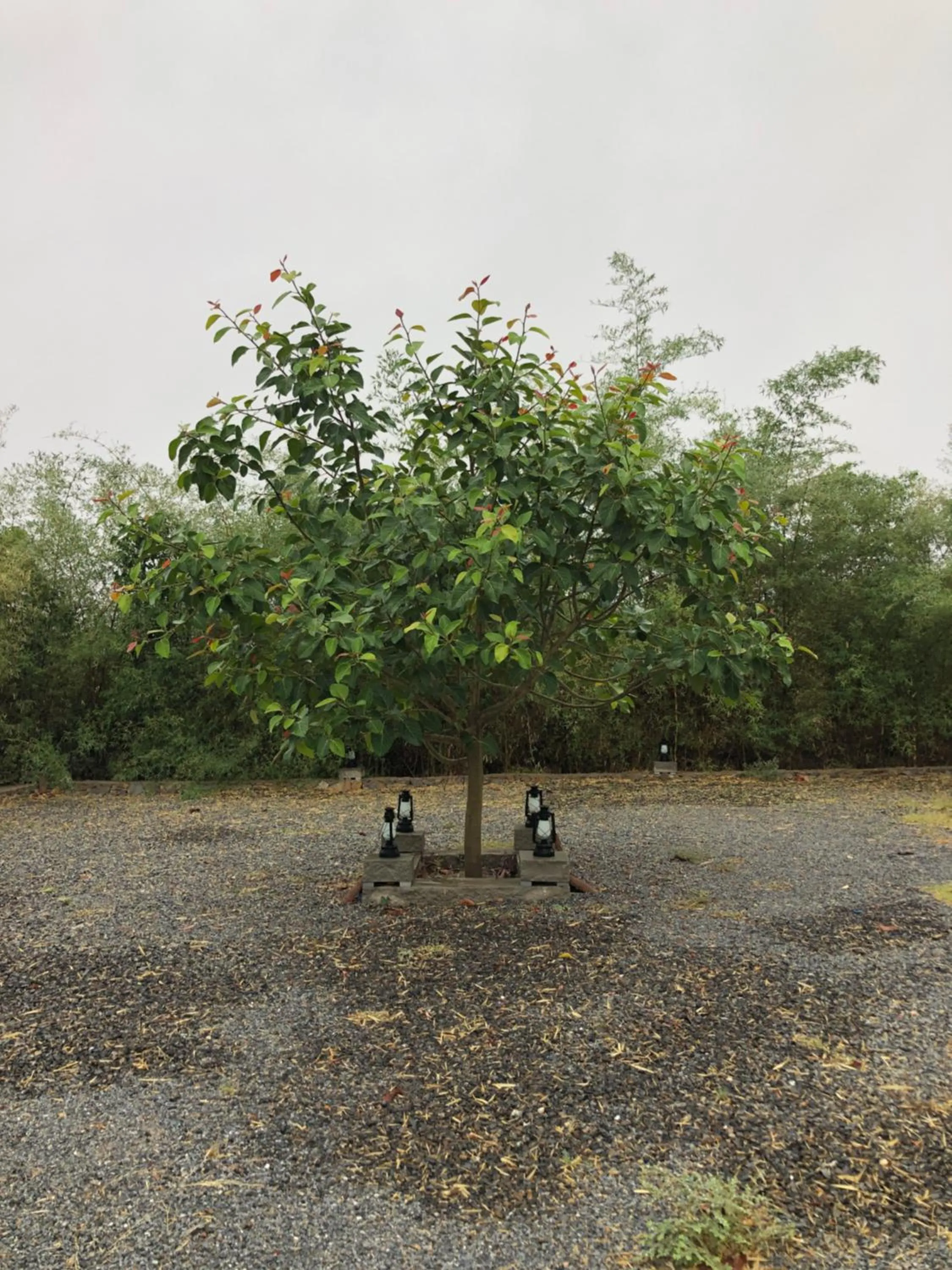 View (from property/room) in Bijapur Lodge Jawai