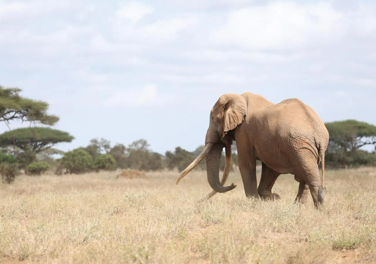Animals in Ol Tukai Lodge Amboseli