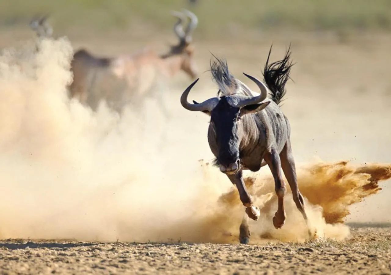 Animals in Ol Tukai Lodge Amboseli