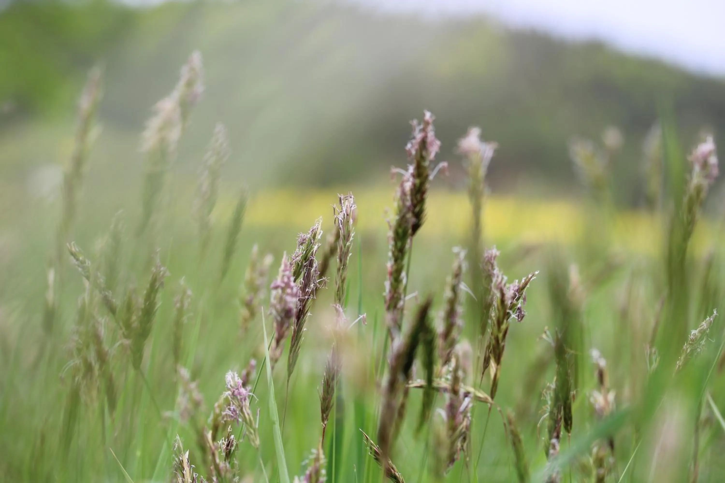 Staff in Gasthaus Hofmann