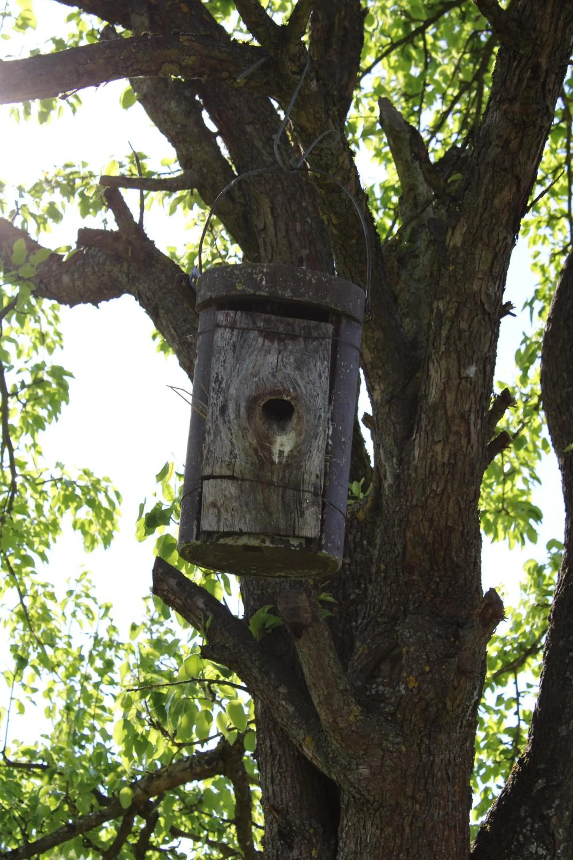 Animals in Gasthaus Hofmann