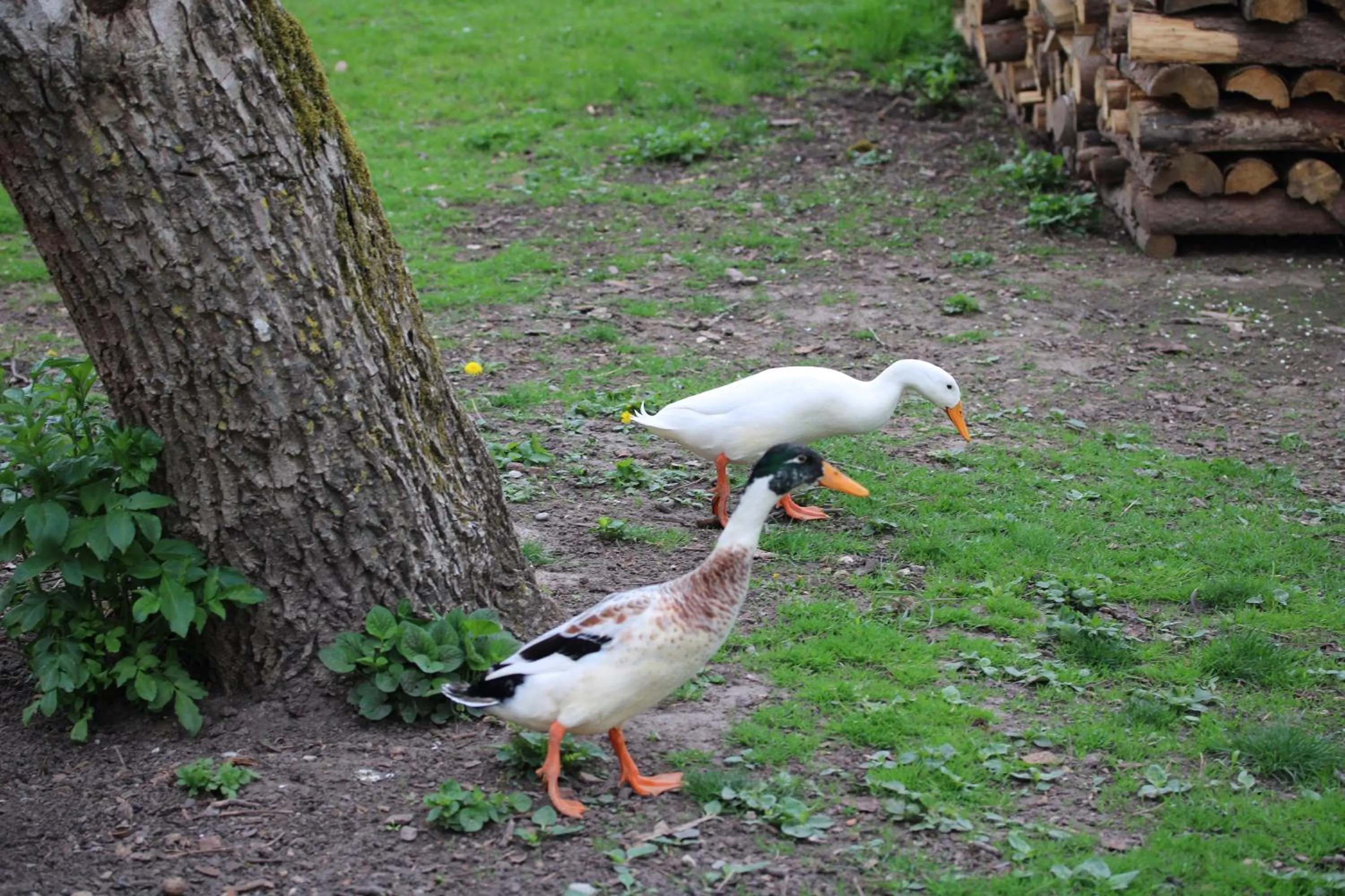 Animals in Gasthaus Hofmann