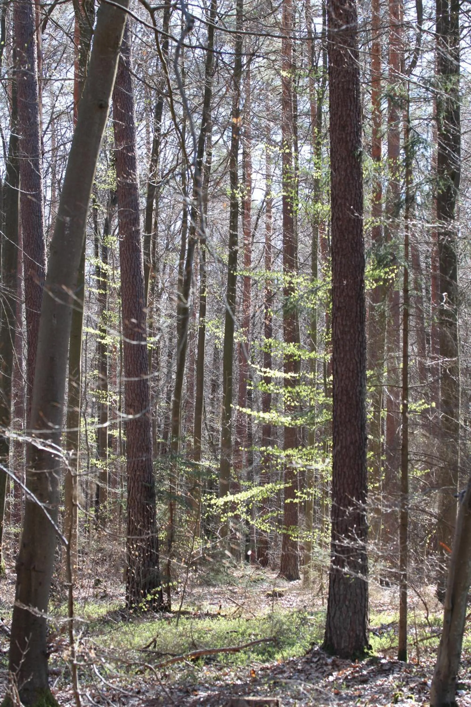 Natural landscape in Gasthaus Hofmann