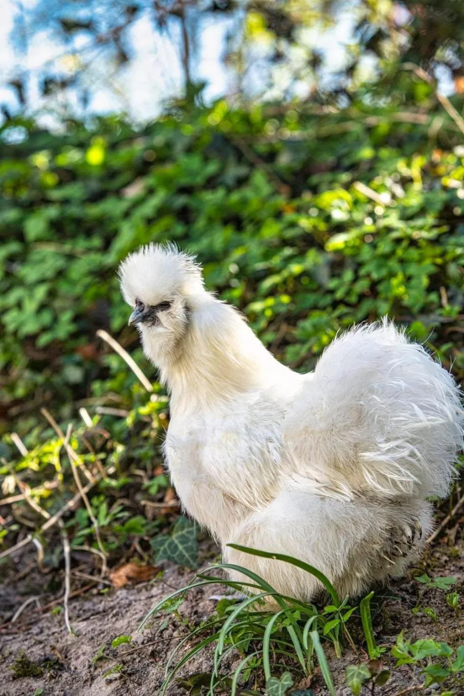 Golf- & Landhotel am alten Deich