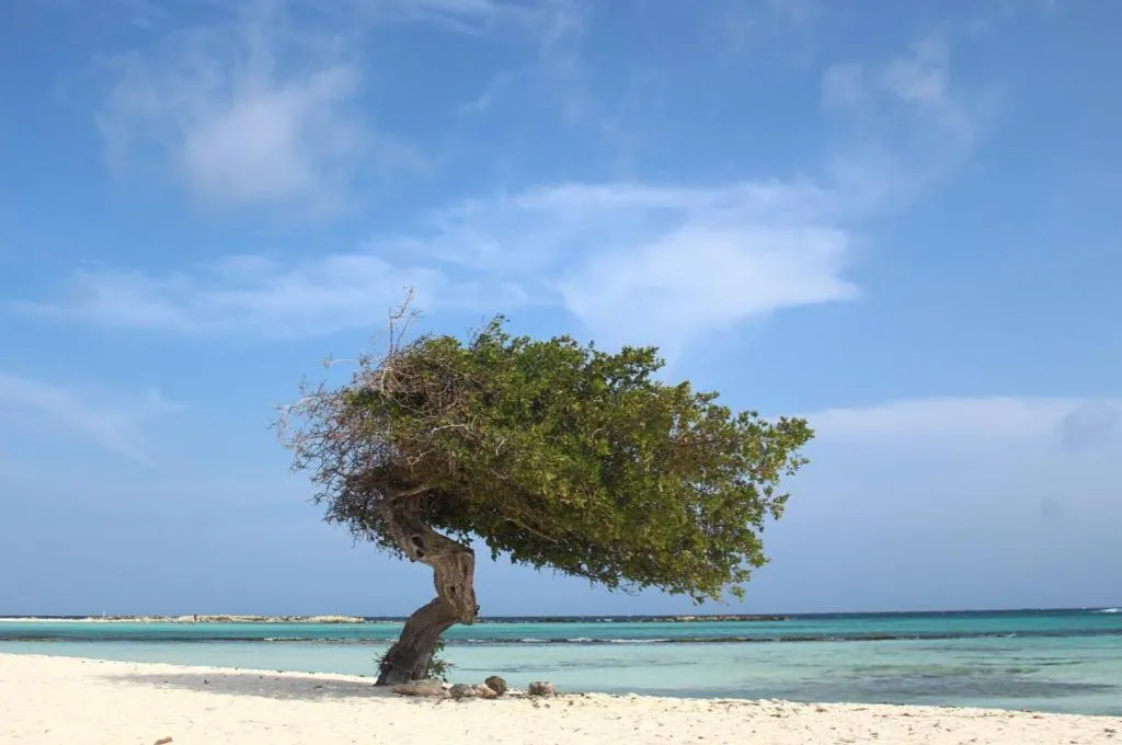 Beach in Fuego Mio Bed & Breakfast