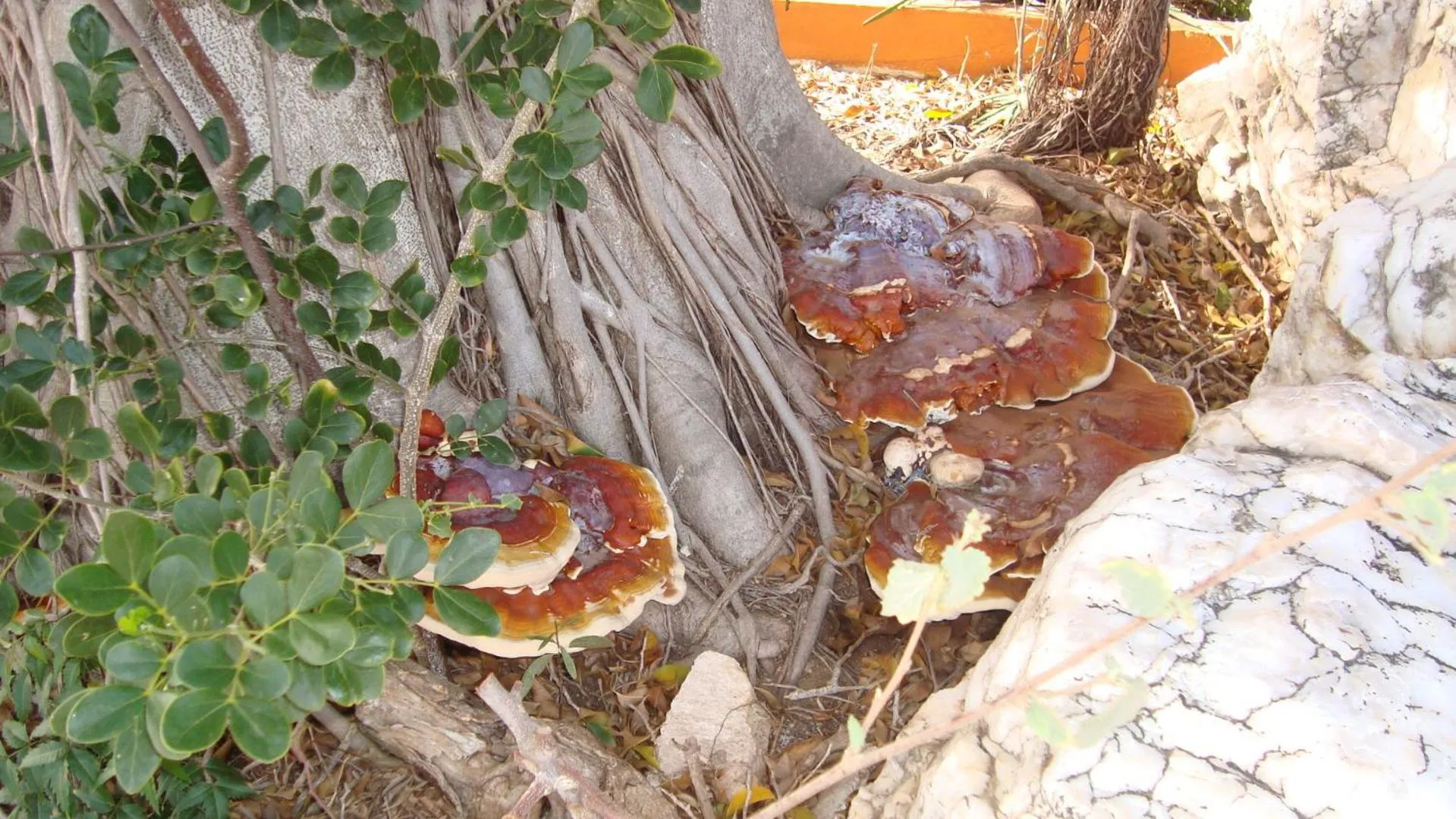 Fuego Mio Bed & Breakfast