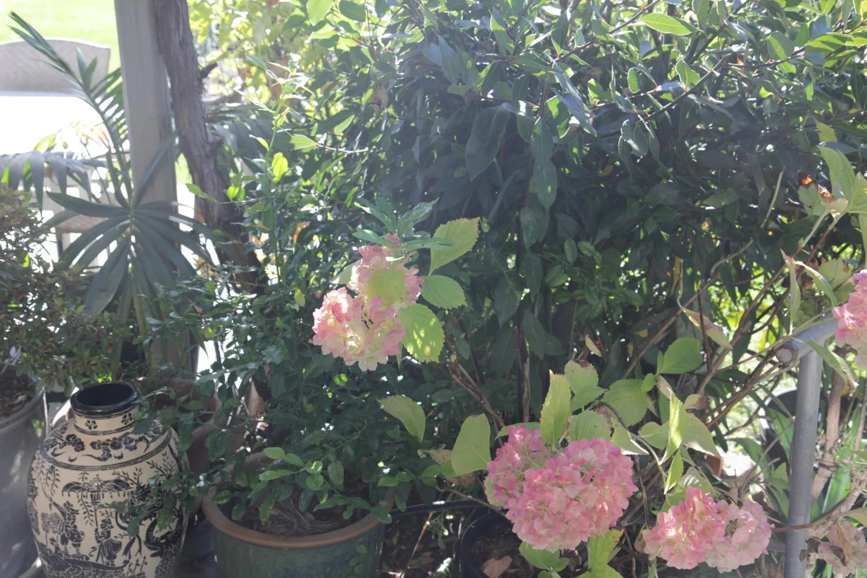 Garden view in Magnolia House