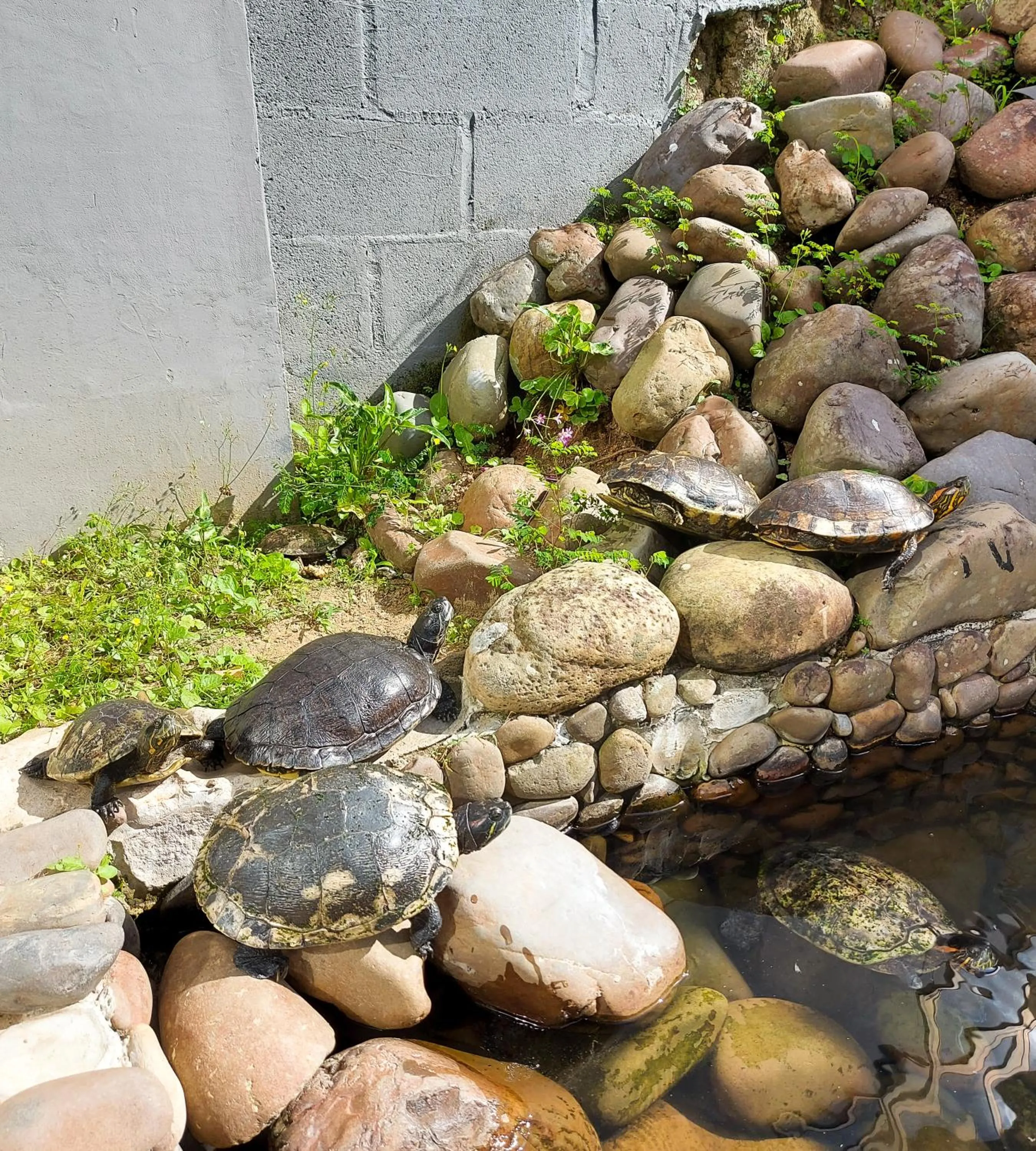 Animals in Hotel Termas da Guarda