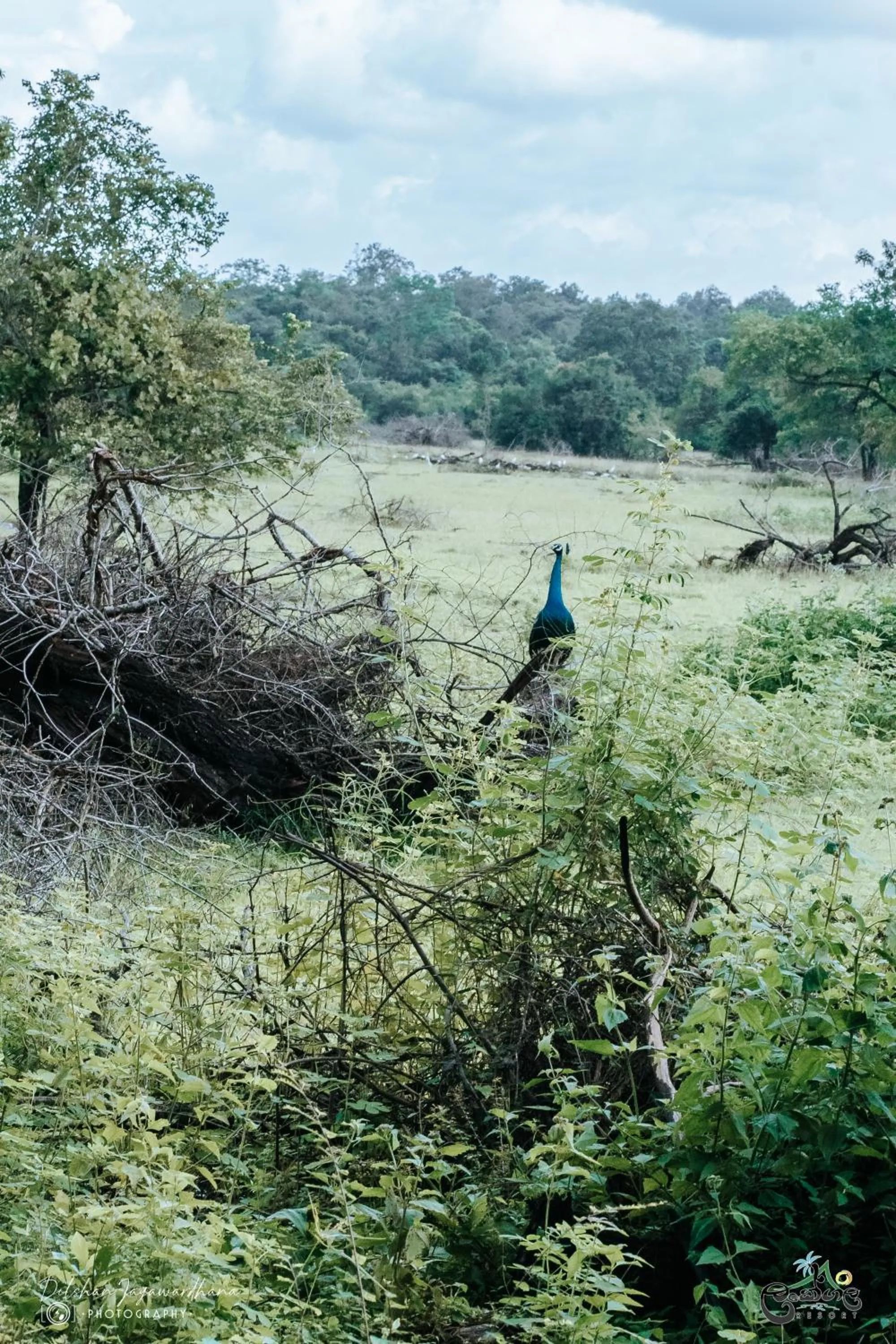 Animals in Lakegala Resort