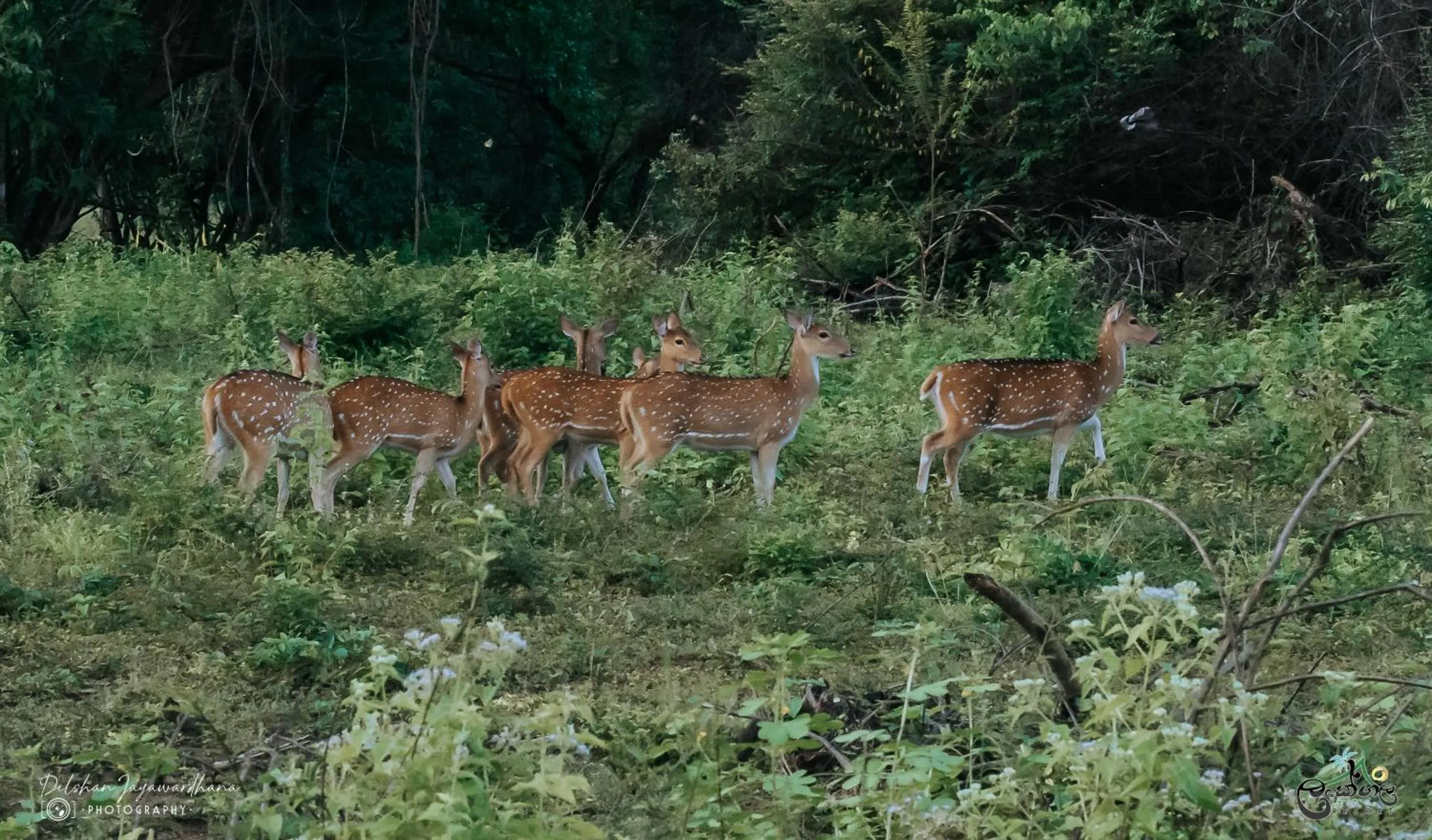 Animals in Lakegala Resort