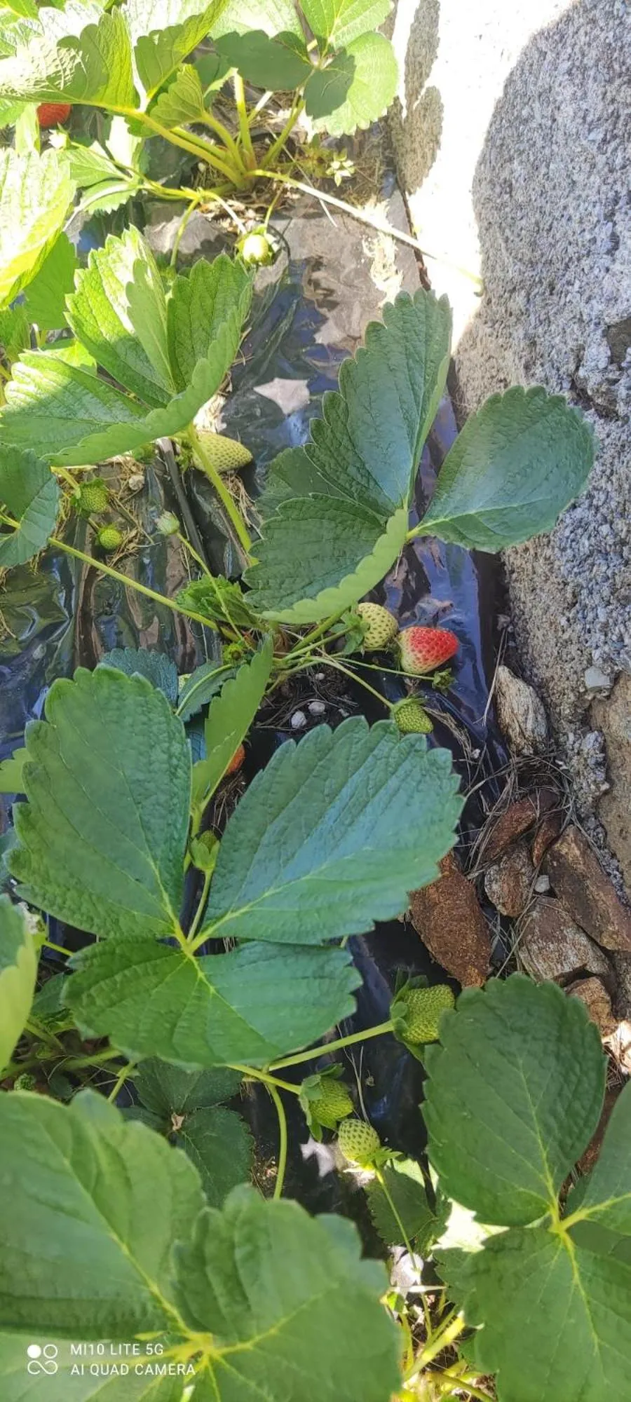 Garden in Agrifazenda