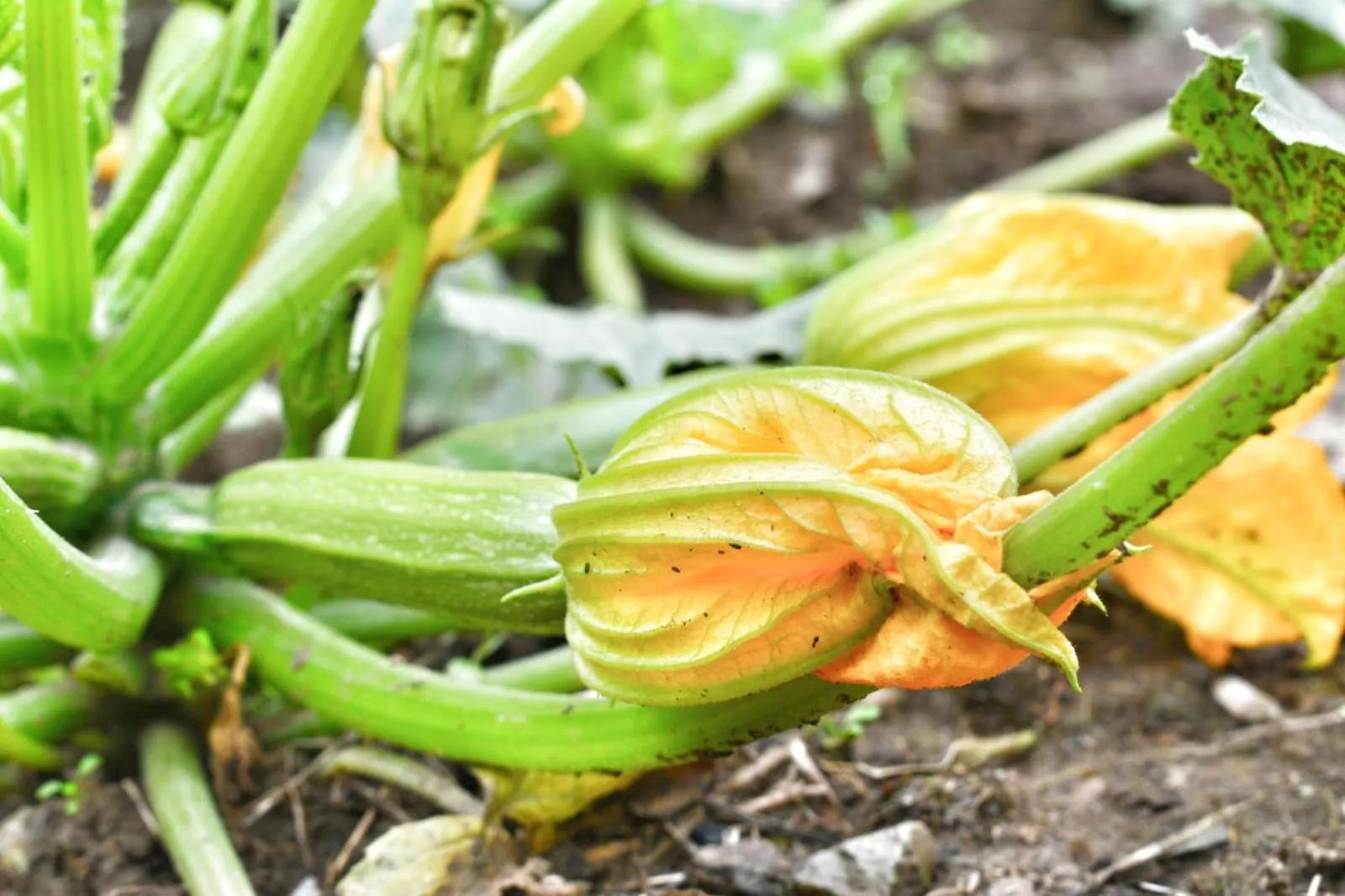 Food and drinks in Agrifazenda
