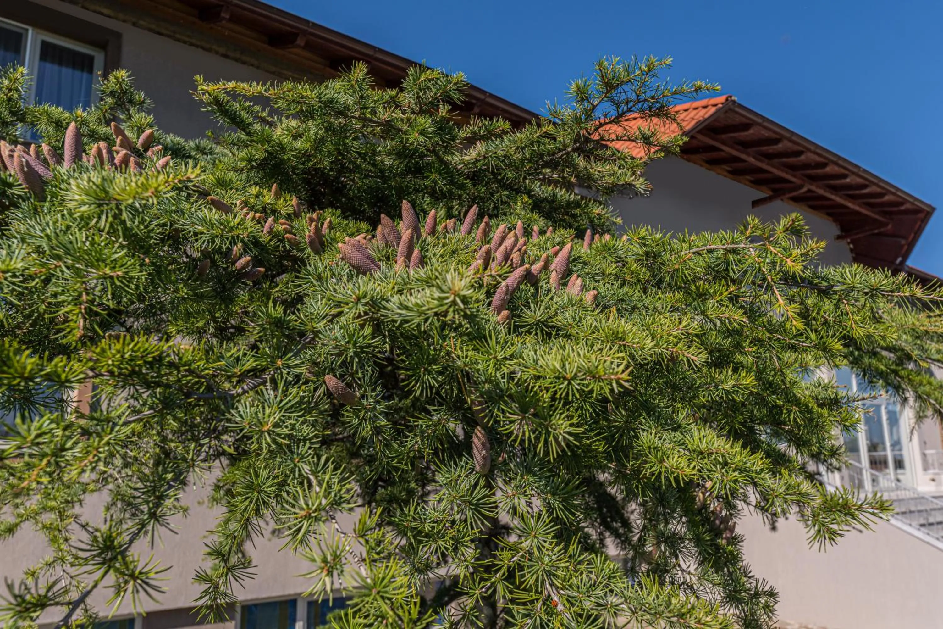 Garden in Stejarii Resort