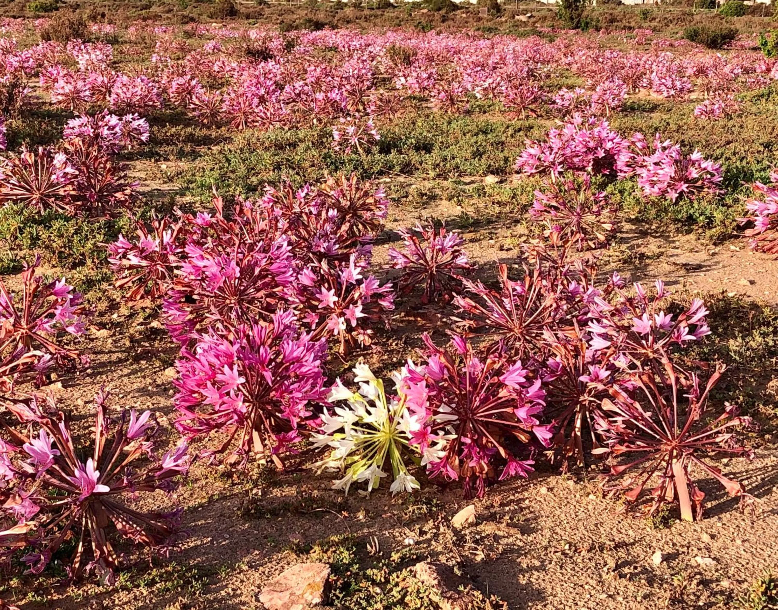 Natural landscape in Sandra's Guest House