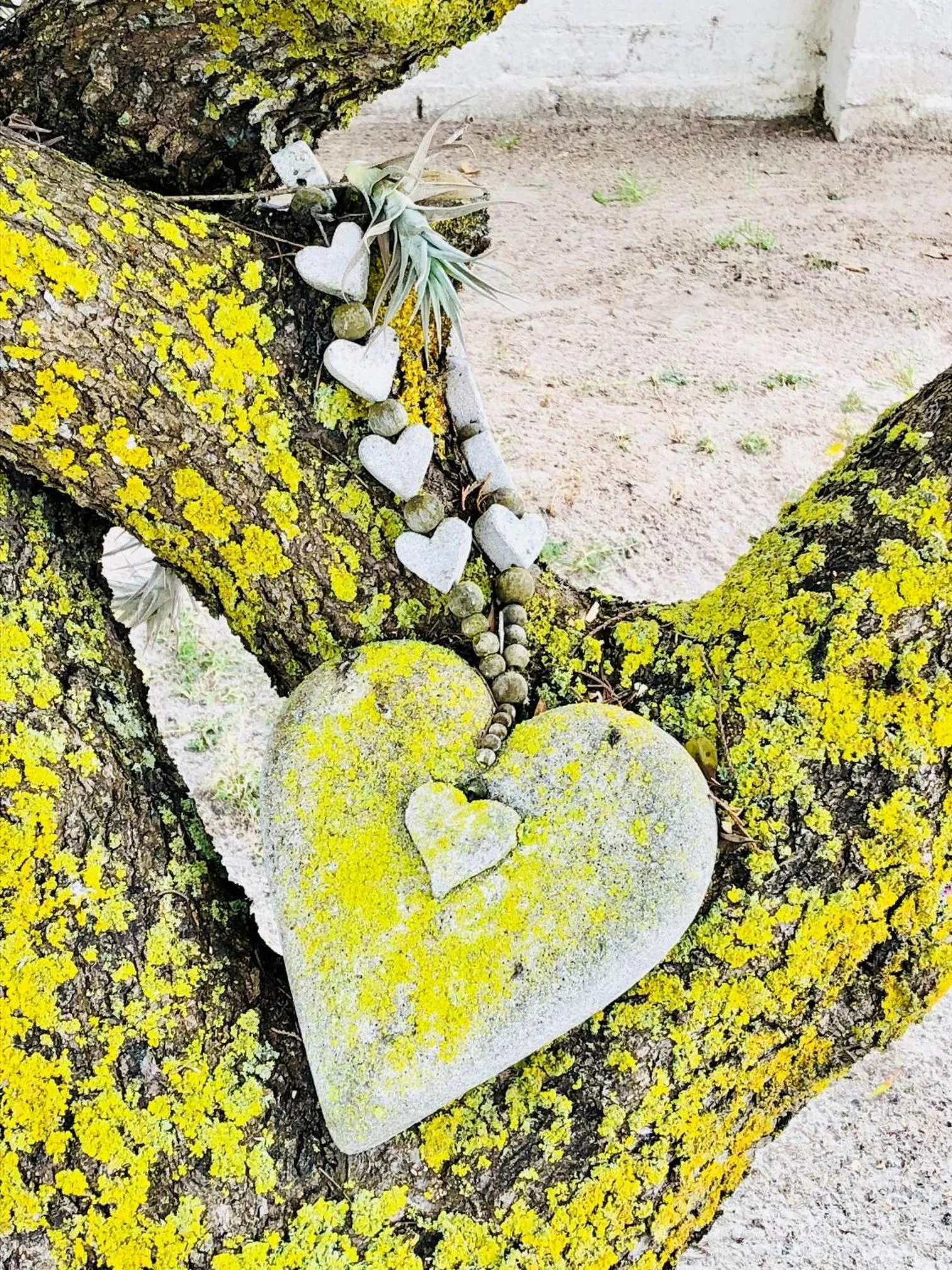 Garden in Sandra's Guest House